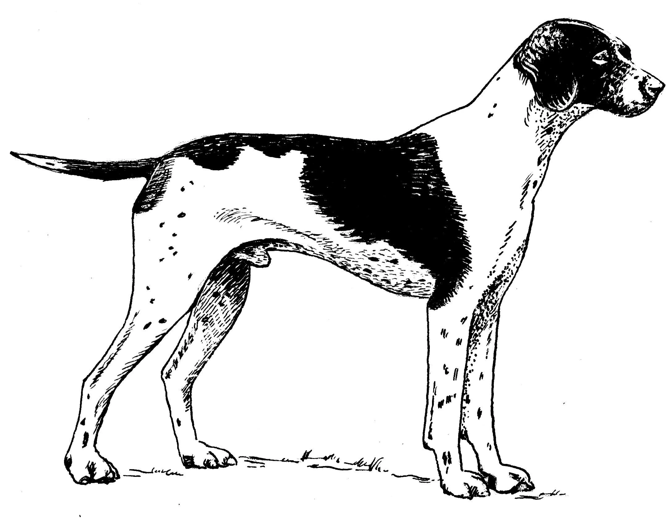 Köpek boyama sayfası #419 – sınıf etkinliği, kolay indirilebilir
