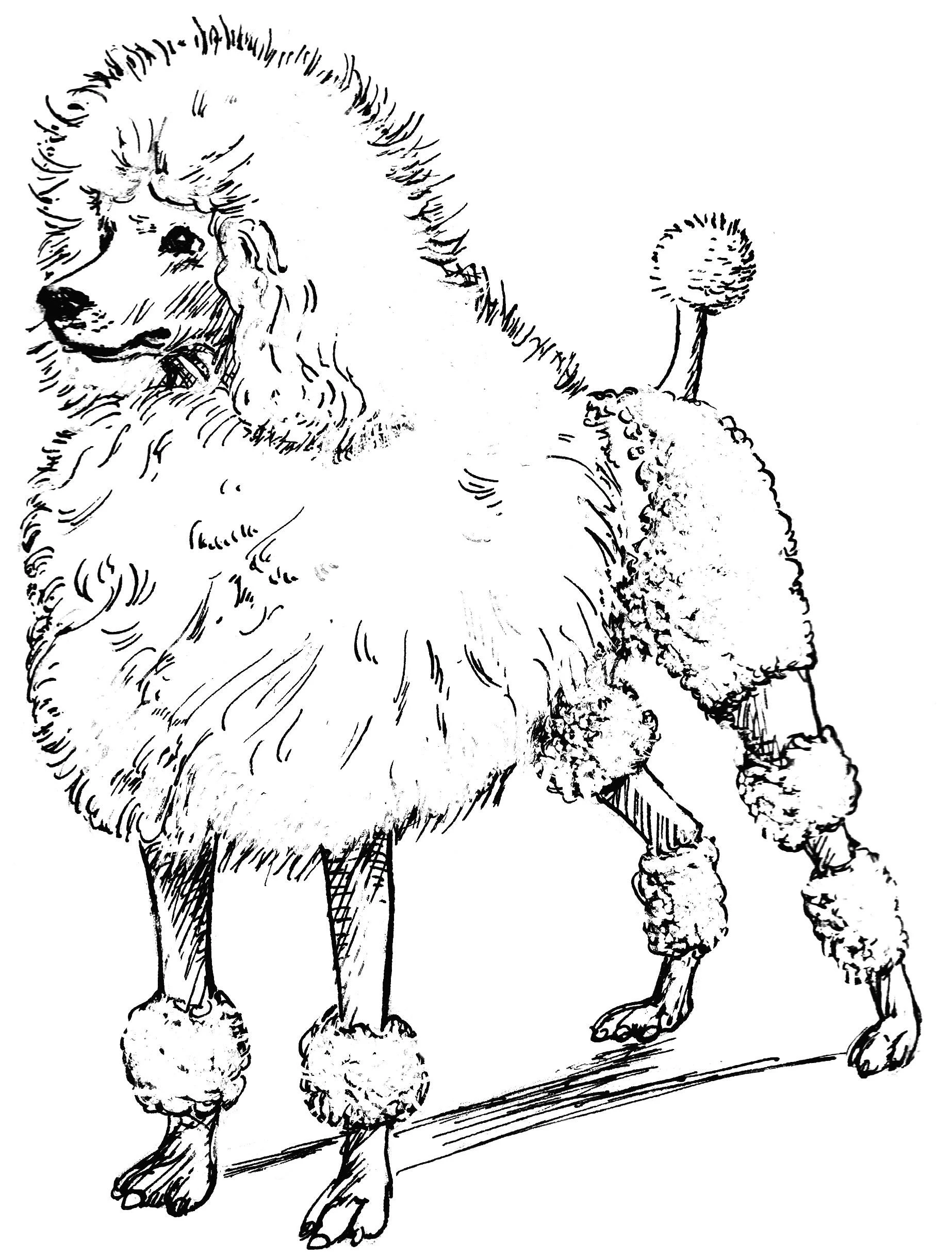 Köpek boyama sayfası #435 – PDF indir, sevimli karakter