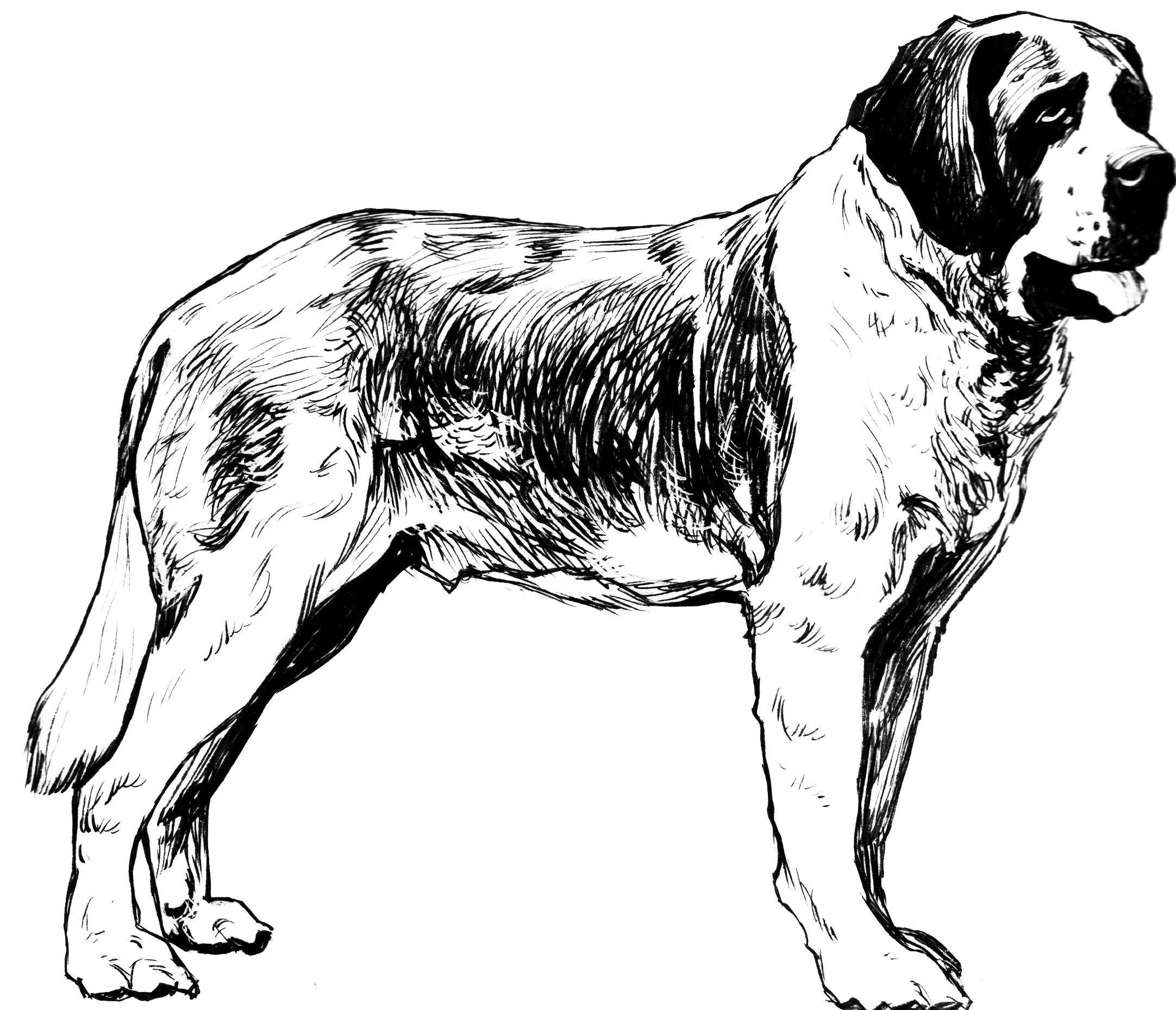 Köpek boyama sayfası #490 – basit çizim, yaz tatili etkinliği