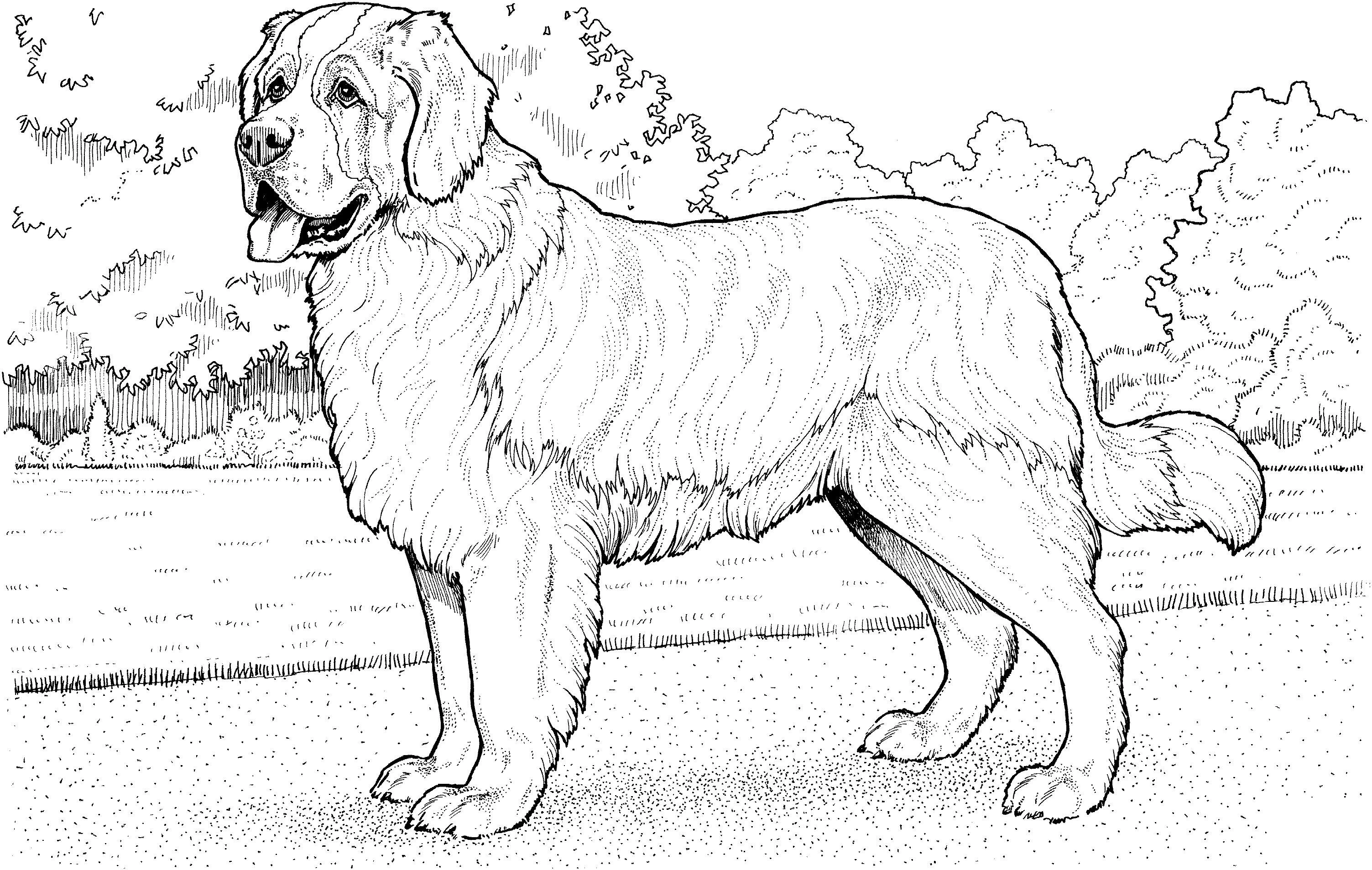 Köpek boyama sayfası – yaratıcılık, eğlenceli etkinlik