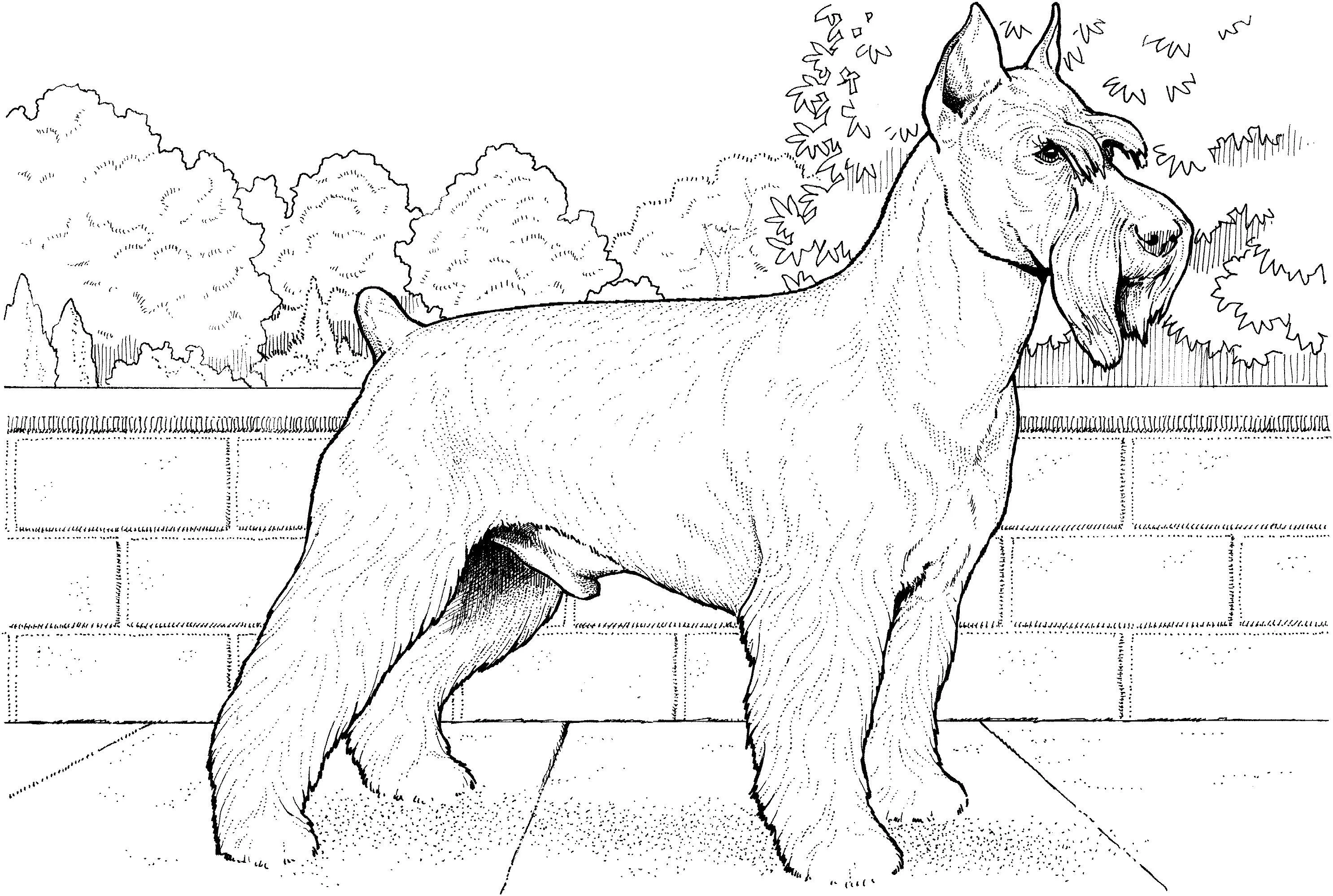 Köpek boyama sayfası #497 – yaz tatili etkinliği, sabır ve özgüven kazandırır