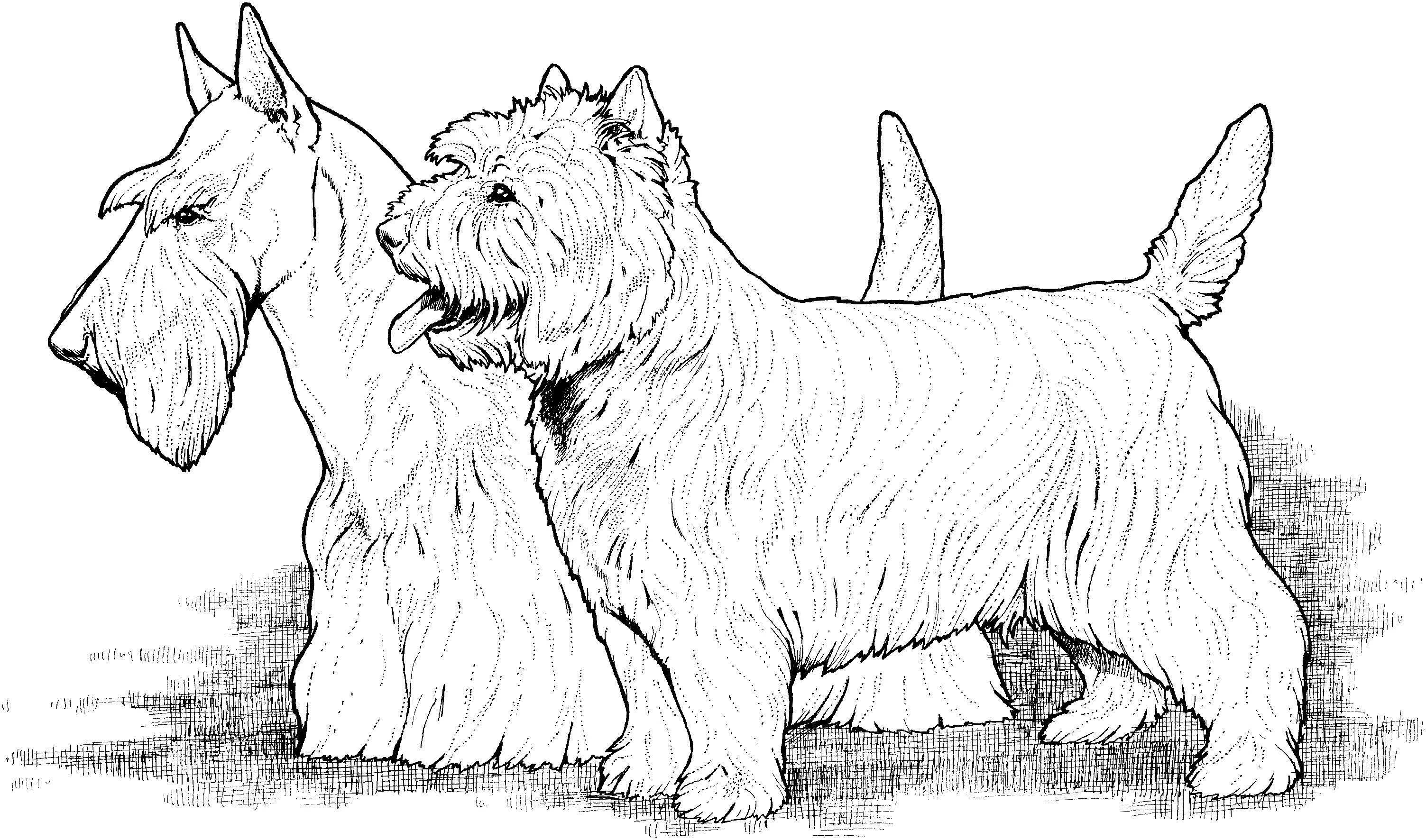 Köpek boyama sayfası #499 – sınıf etkinliği, kolay indirilebilir