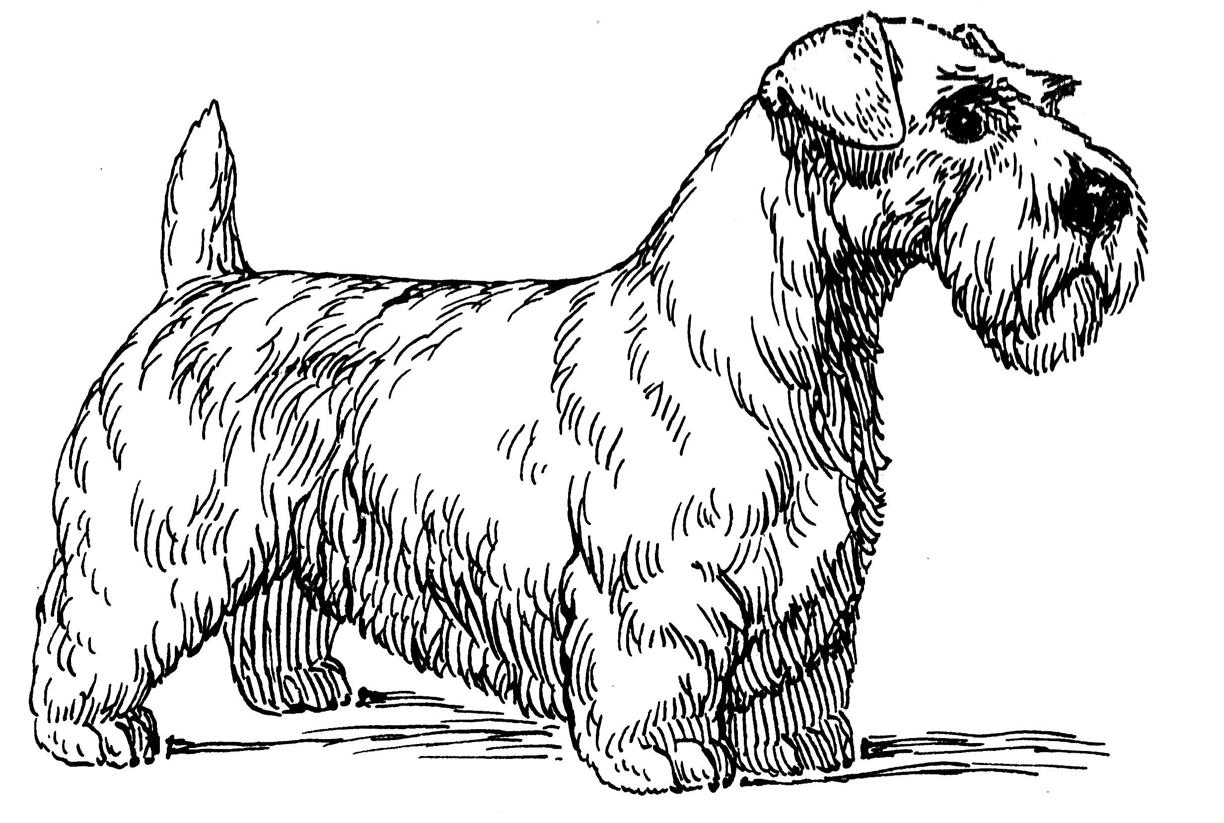 Köpek boyama sayfası #501 – motor becerileri destekler, mürekkep tasarrufu sağlar