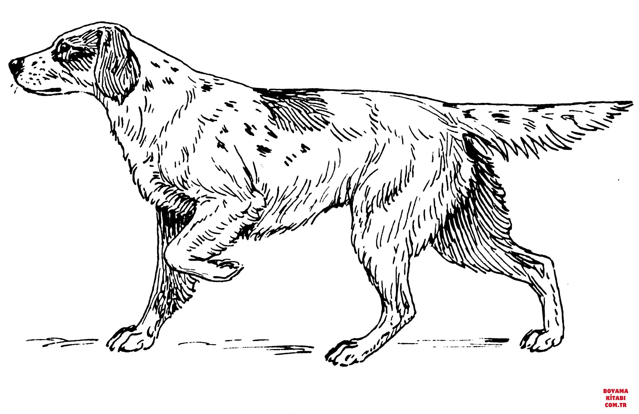 Köpek boyama sayfası #508 – mürekkep tasarrufu sağlar, PDF indir
