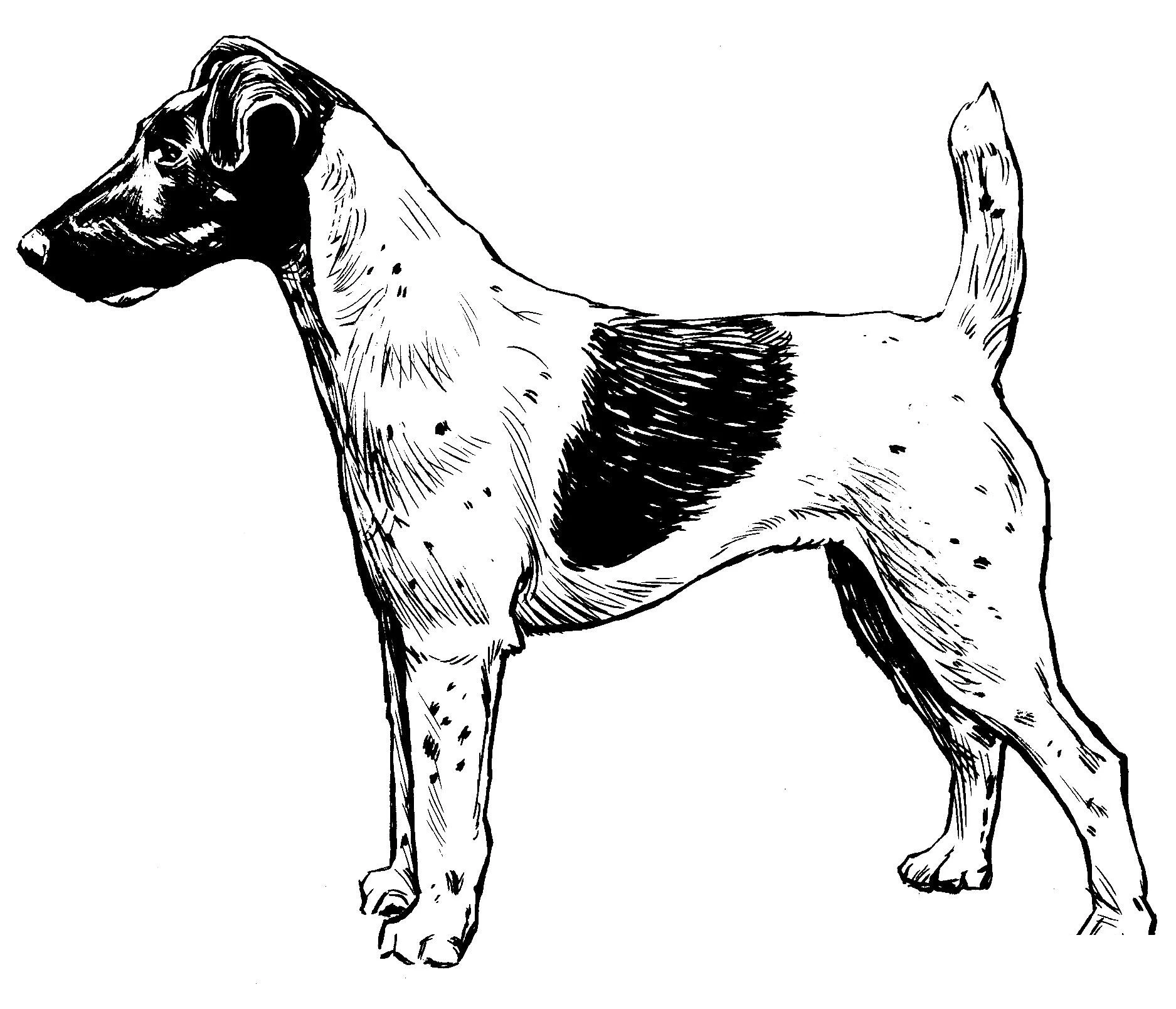 Köpek boyama sayfası #525 – el becerilerini geliştirir, boyama çalışması