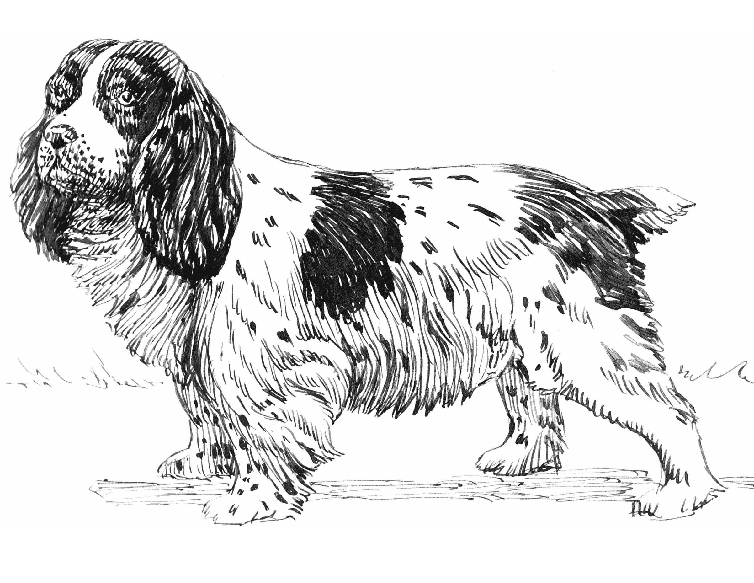 Köpek boyama sayfası #526 – keyifli zaman, renkli çizimler