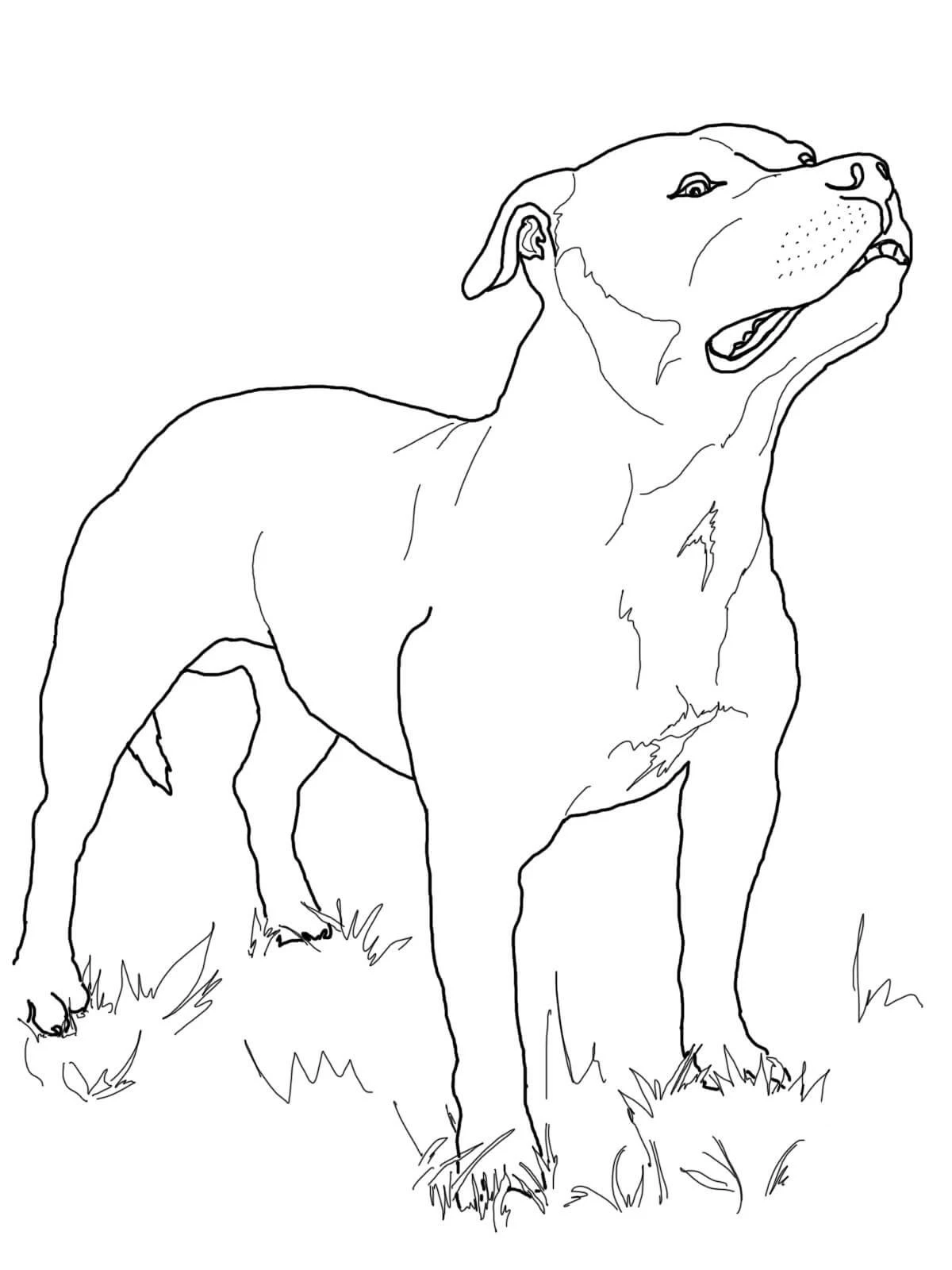 Köpek boyama sayfası #529 – sanatsal çalışma, aile ile vakit geçirme