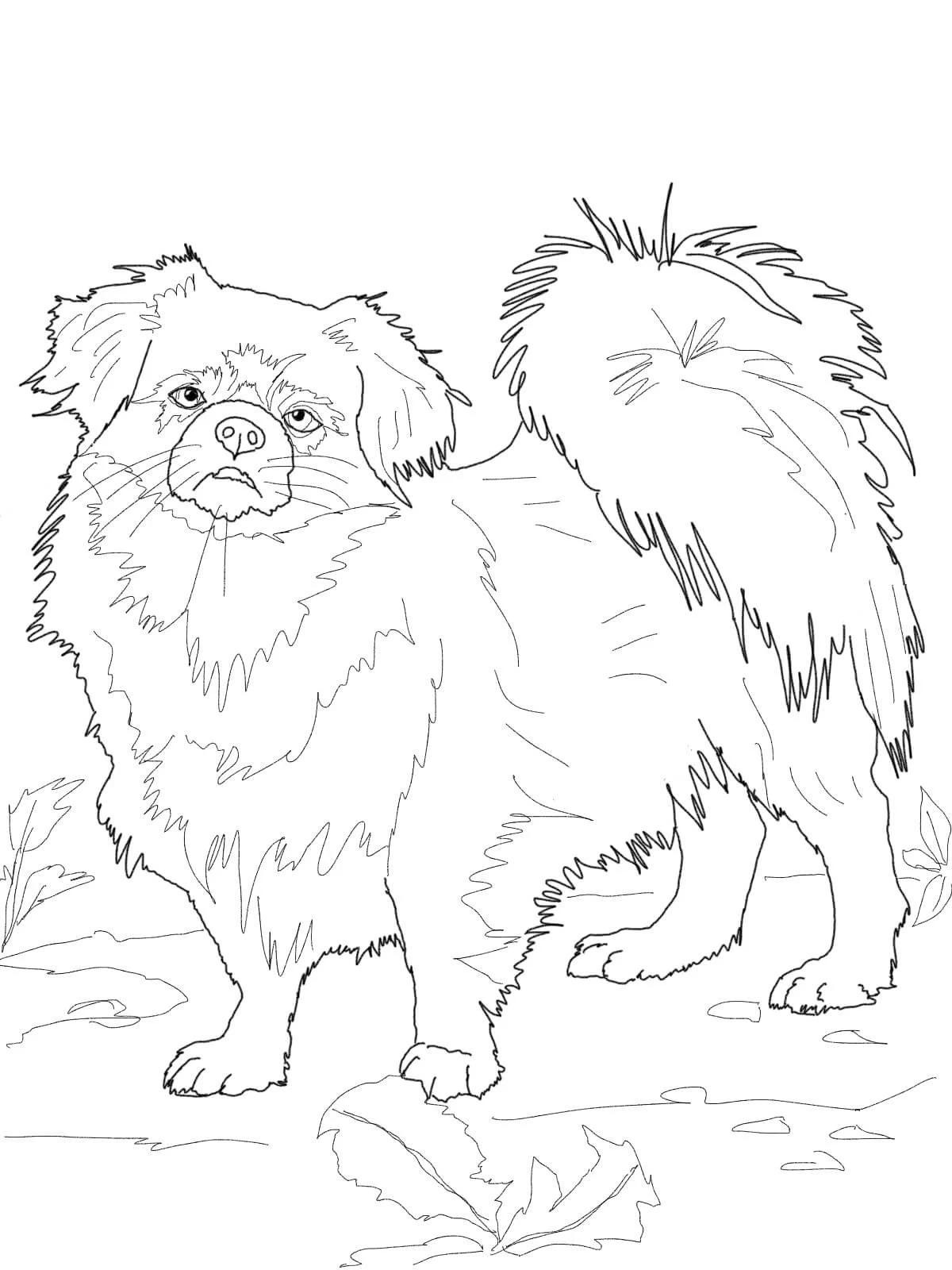Köpek boyama sayfası #536 – aile ile vakit geçirme, renk bilgisini öğretir