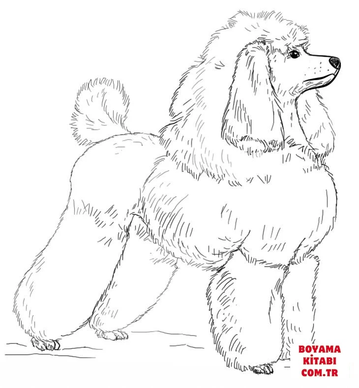 Köpek boyama sayfası #537 – yaz tatili etkinliği, sabır ve özgüven kazandırır