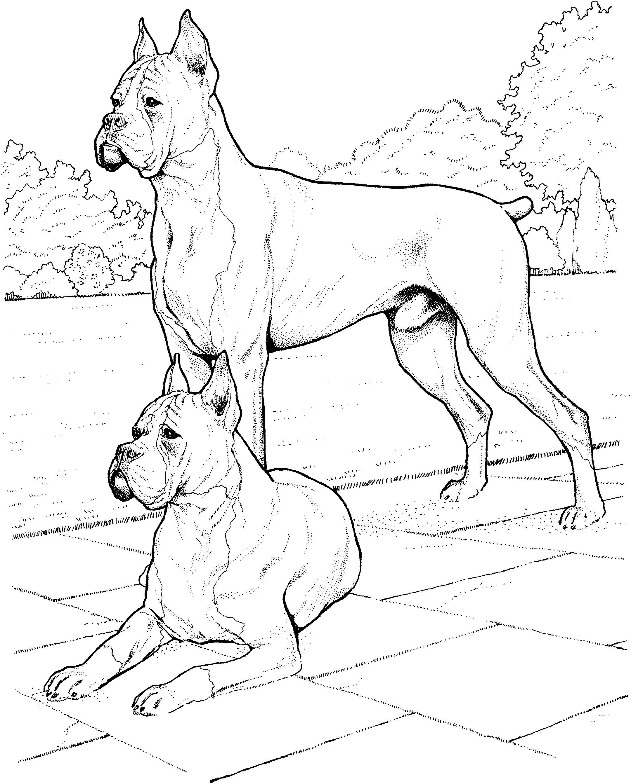 Köpek boyama sayfası #539 – sınıf etkinliği, kolay indirilebilir