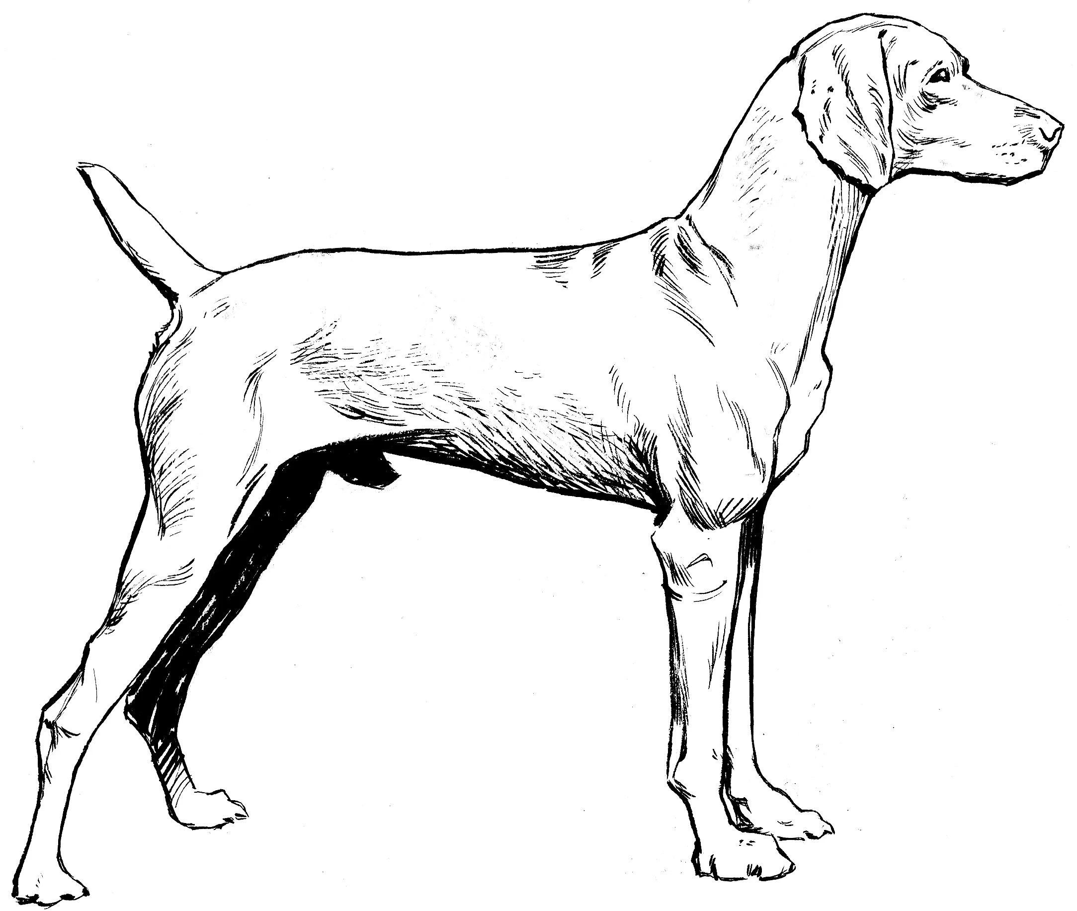 Köpek boyama sayfası #546 – kolay indirilebilir, eğlenceli öğrenme deneyimi
