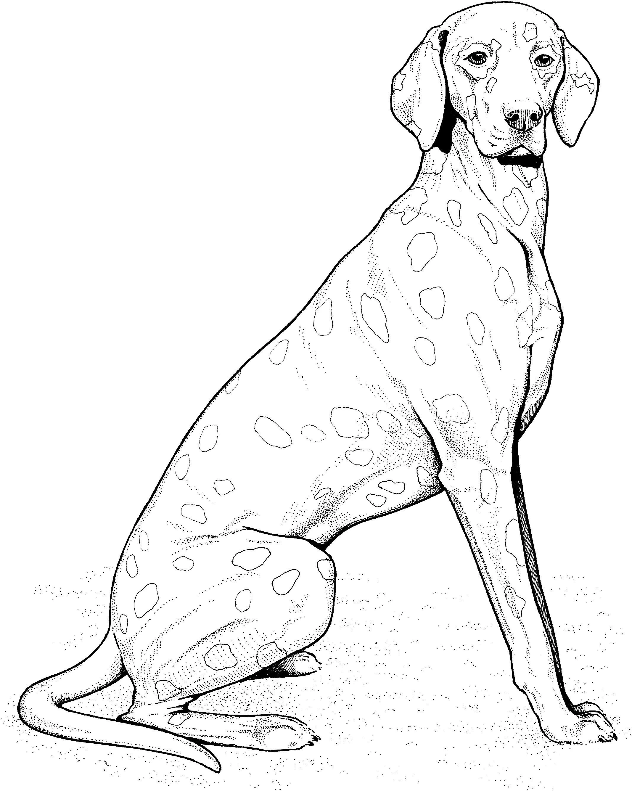 Köpek boyama sayfası #547 – A4 baskıya uygun, ücretsiz yazdır