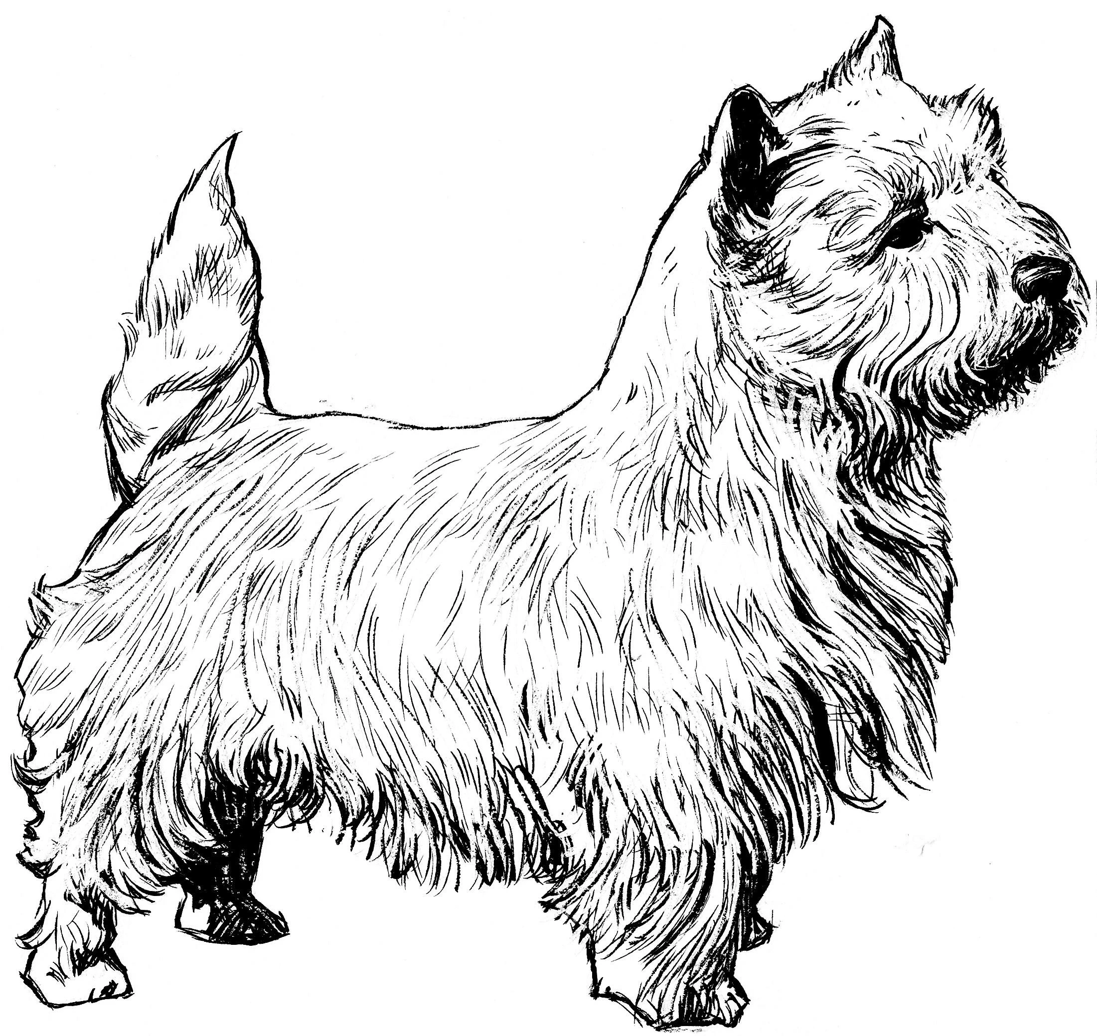 Köpek boyama sayfası #552 – çocuklarla kaliteli zaman, yaratıcılığı geliştirir