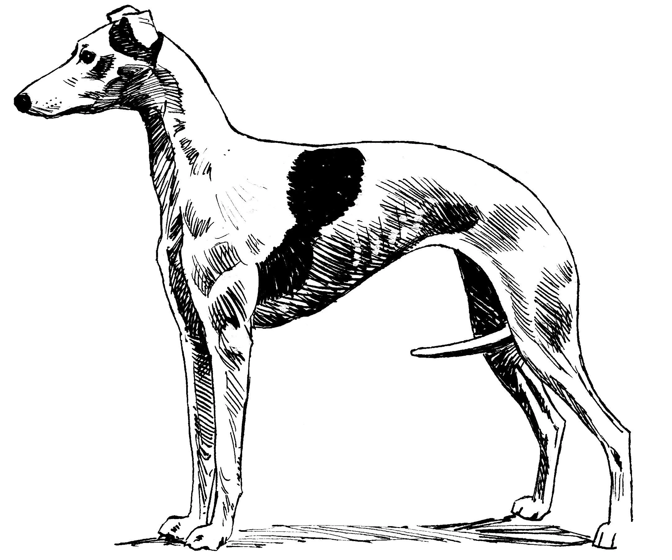 Köpek boyama sayfası #553 – eğlenceli öğrenme deneyimi, okul öncesi