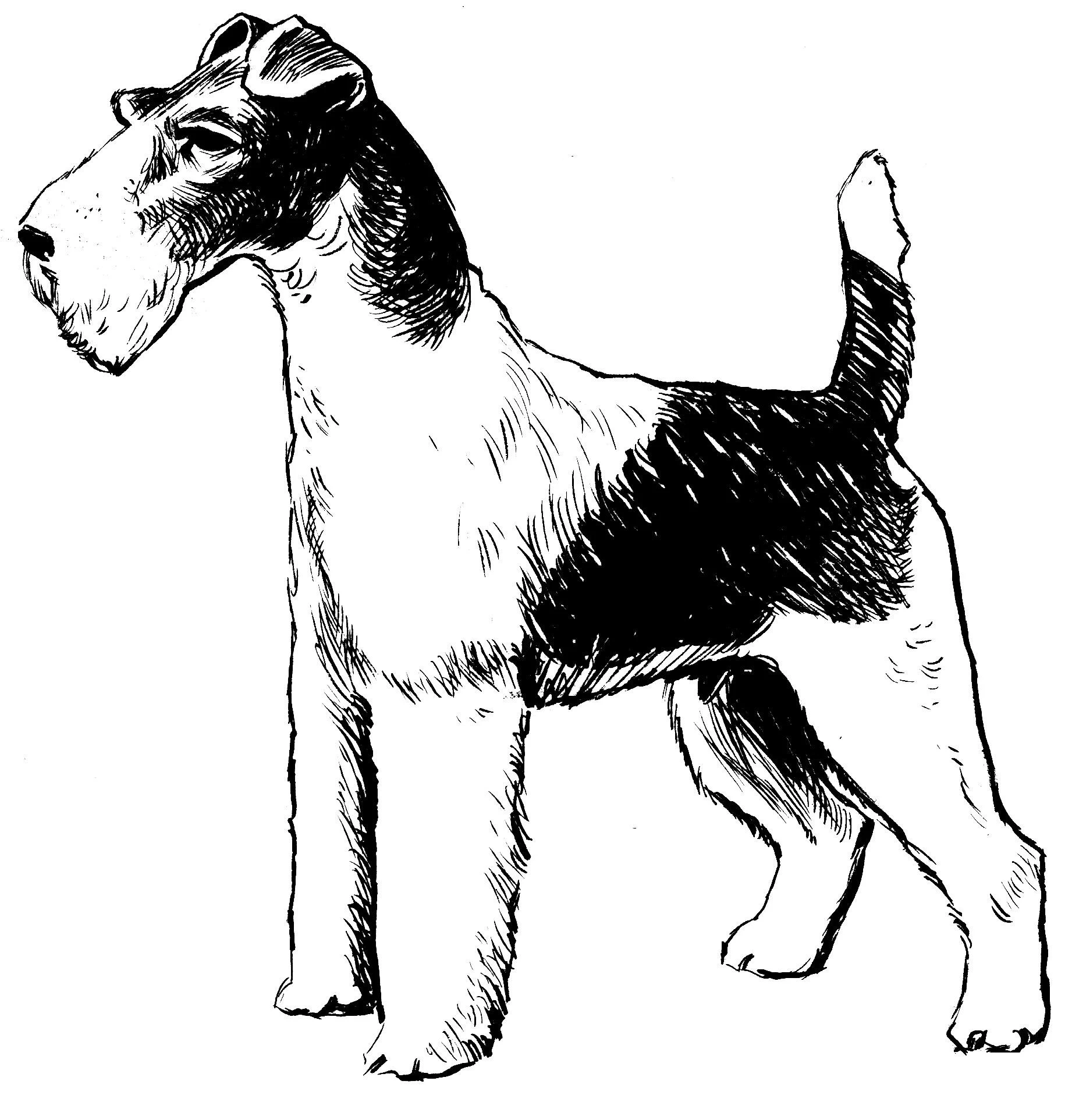 Köpek boyama sayfası #555 – PDF indir, sevimli karakter