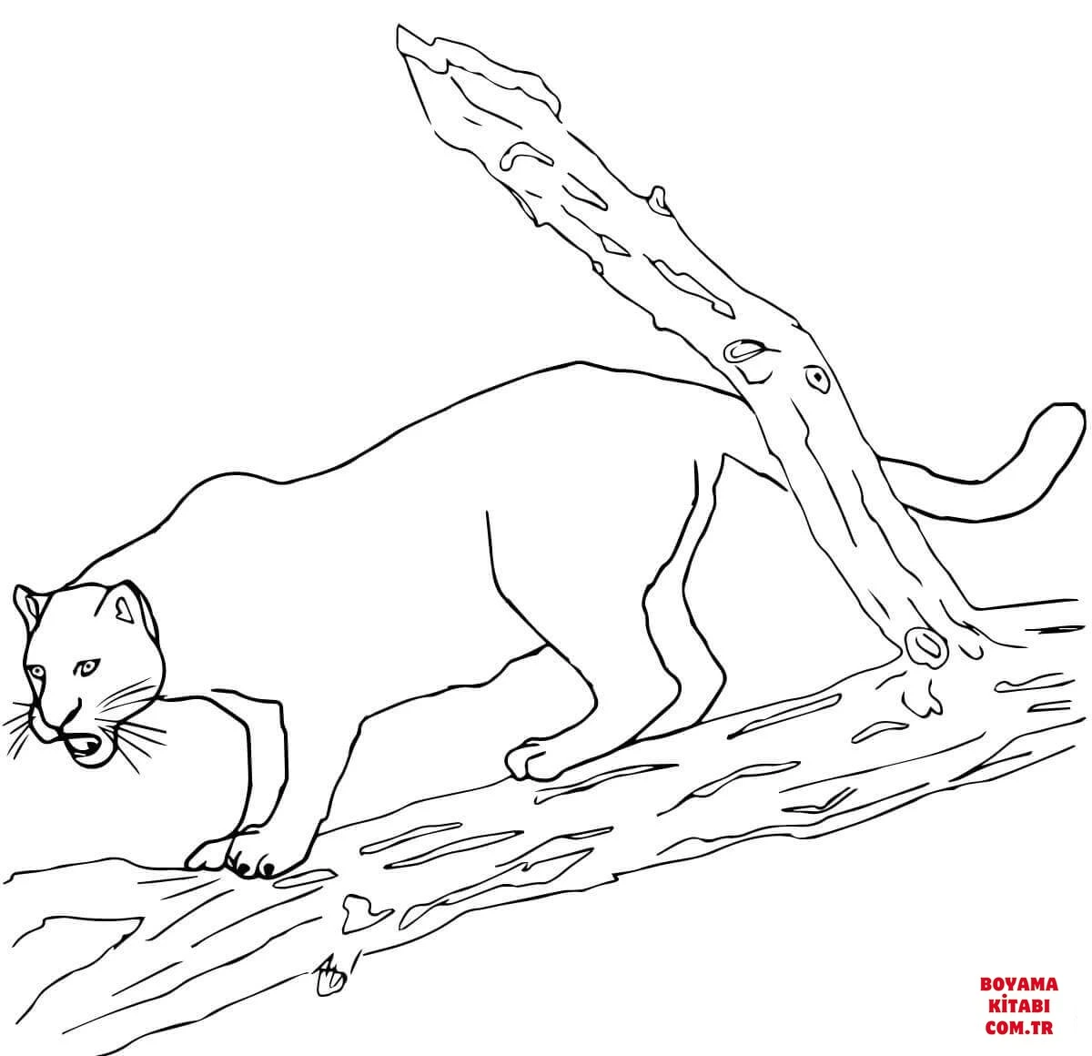 Jaguar boyama sayfası #3 – el becerilerini geliştirir, boyama çalışması