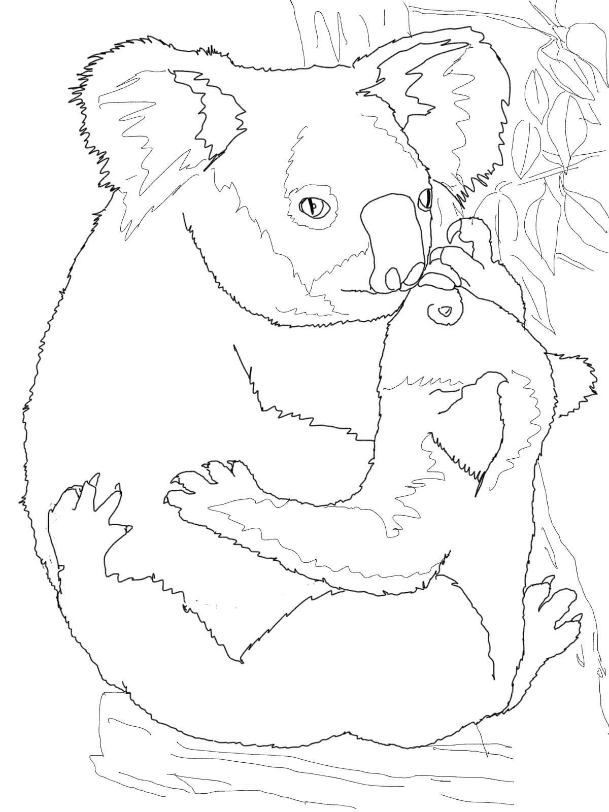 Koala boyama sayfası – keyifli zaman, renkli çizimler