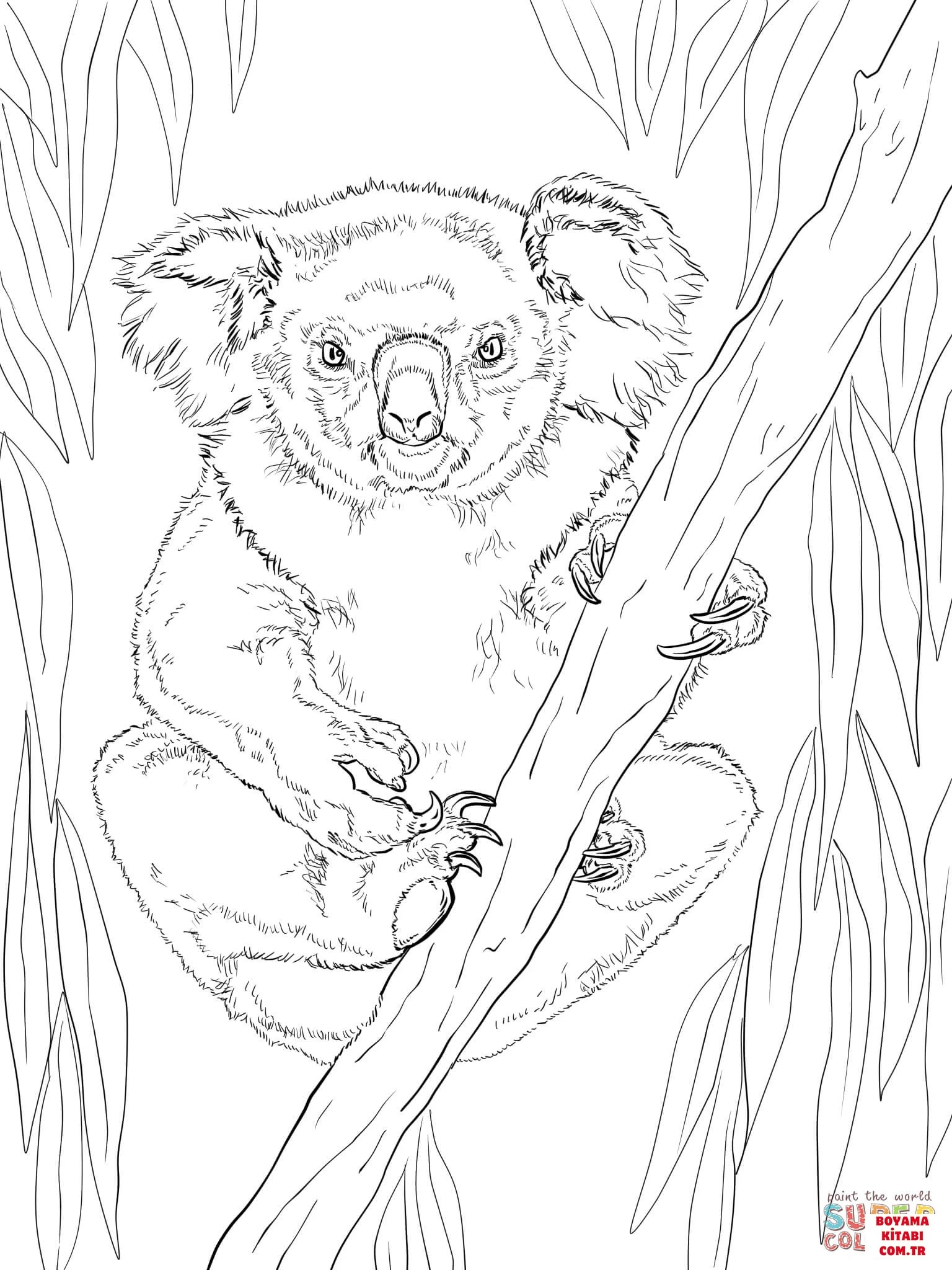 Koala boyama sayfası – boyama çalışması, yaratıcılığı geliştirir