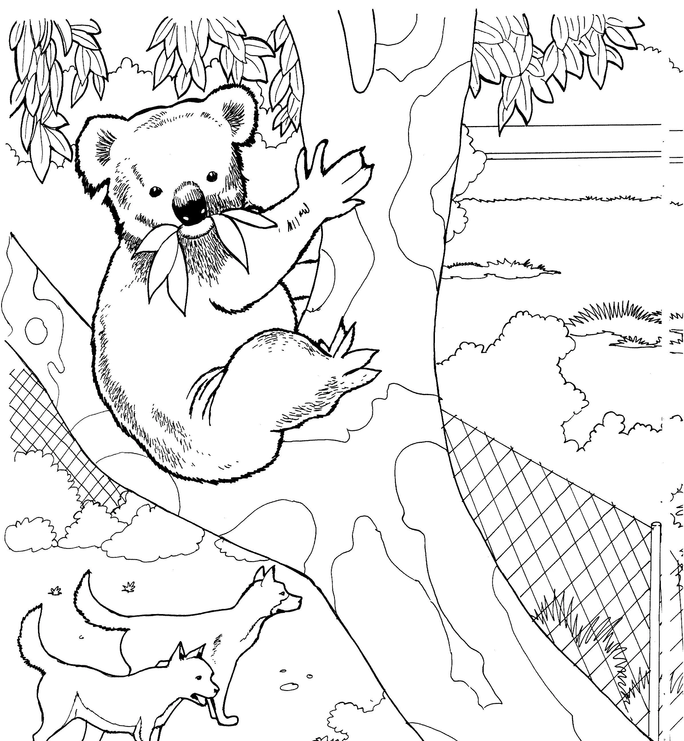 Koala boyama sayfası – evde etkinlik, ücretsiz yazdır