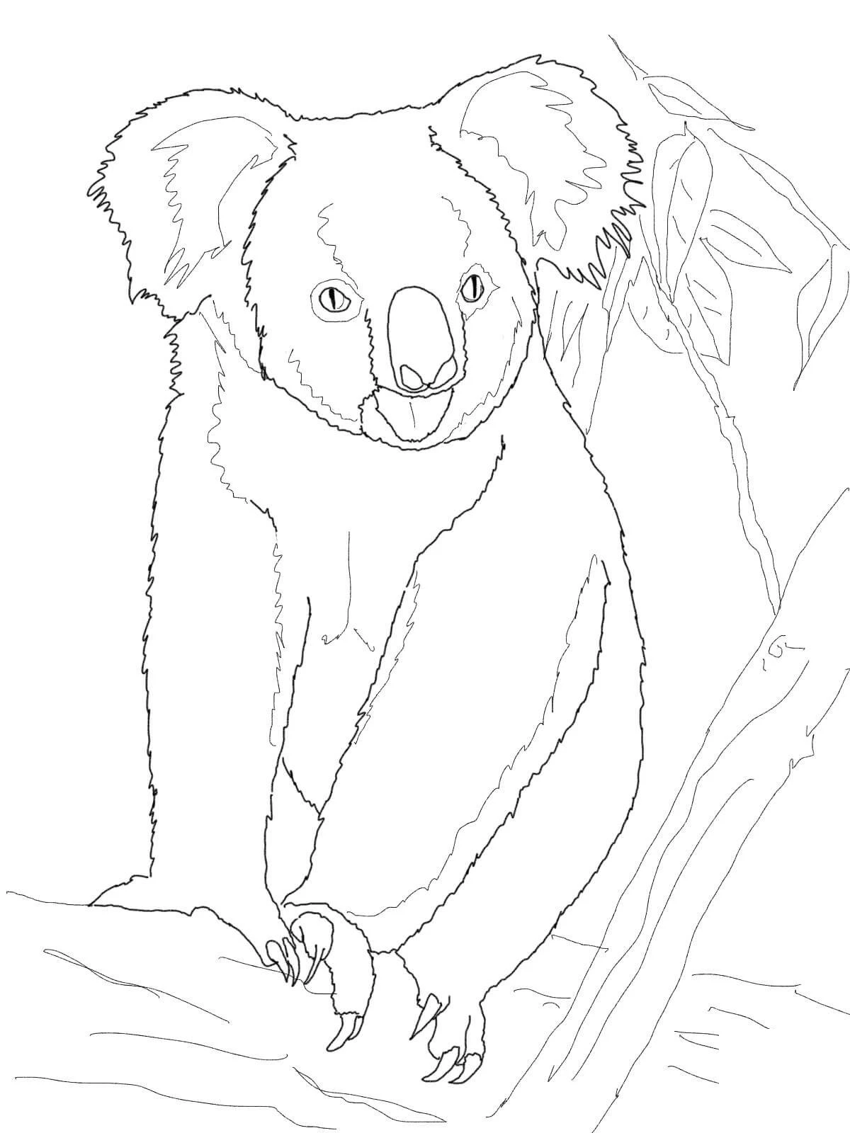 Koala boyama sayfası – basit çizim, kolay boyama