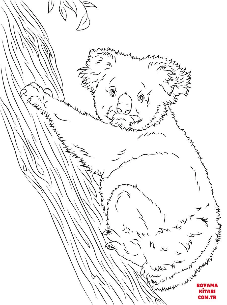 Koala boyama sayfası – yaratıcılık, eğlenceli etkinlik