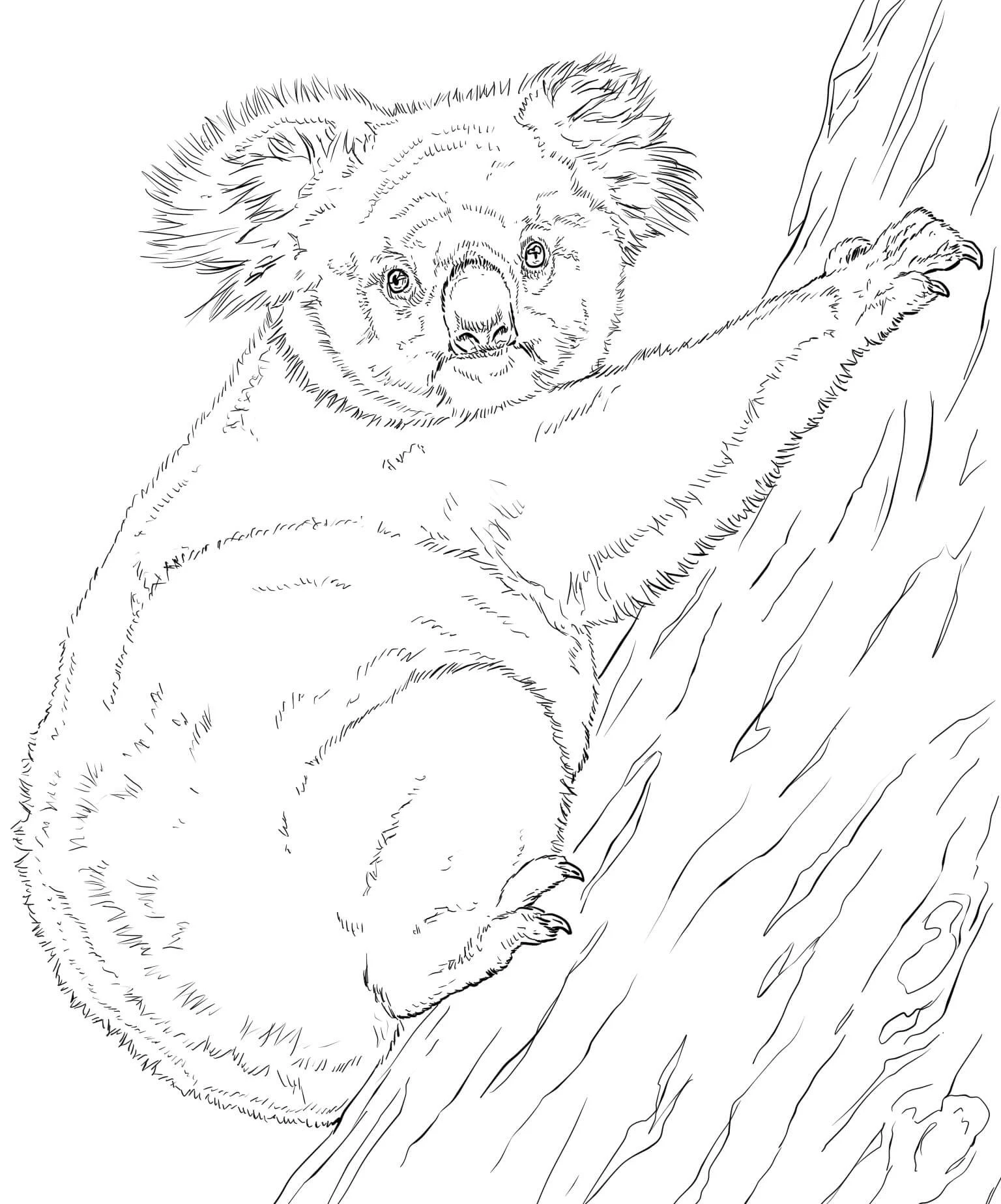 Koala boyama sayfası – renkli çizimler, okul öncesi