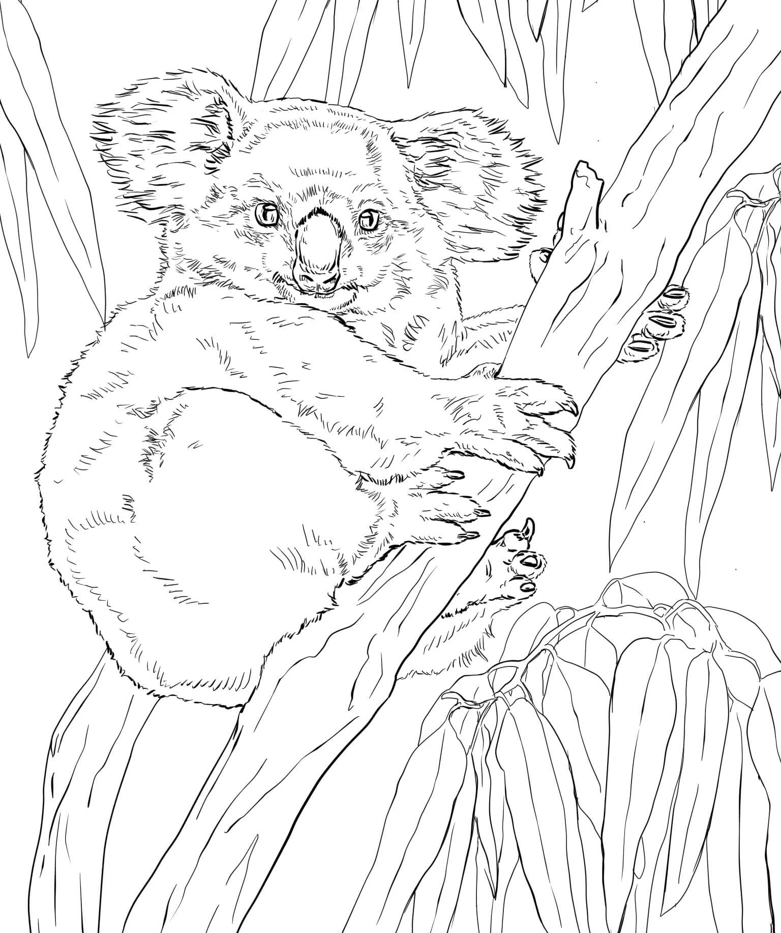 Koala boyama sayfası – eğitici aktivite, yaratıcılık