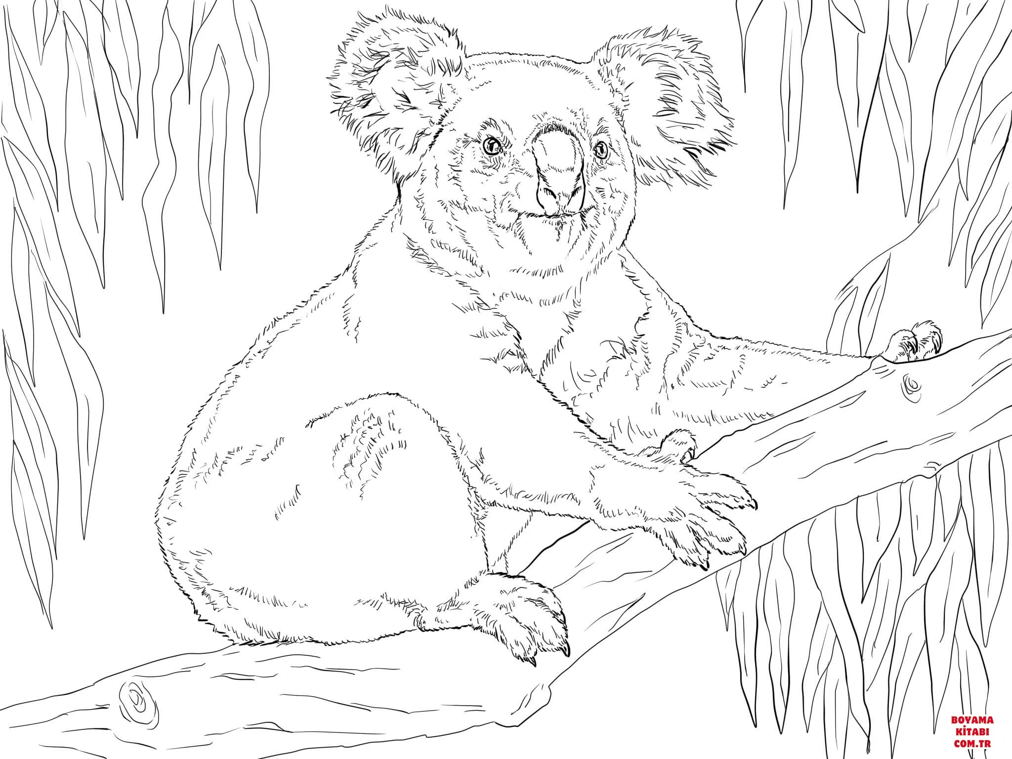 Koala boyama sayfası – evde etkinlik, ücretsiz yazdır