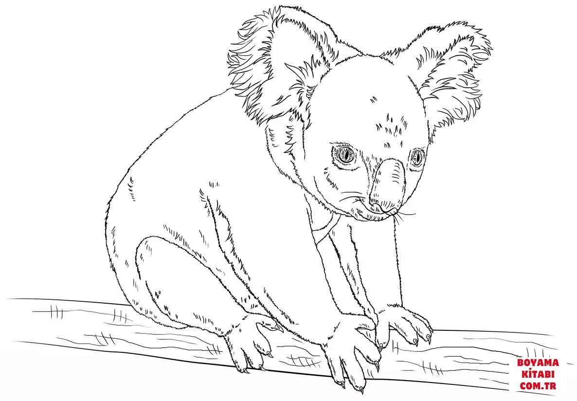 Koala boyama sayfası – çocuk aktivitesi, PDF indir