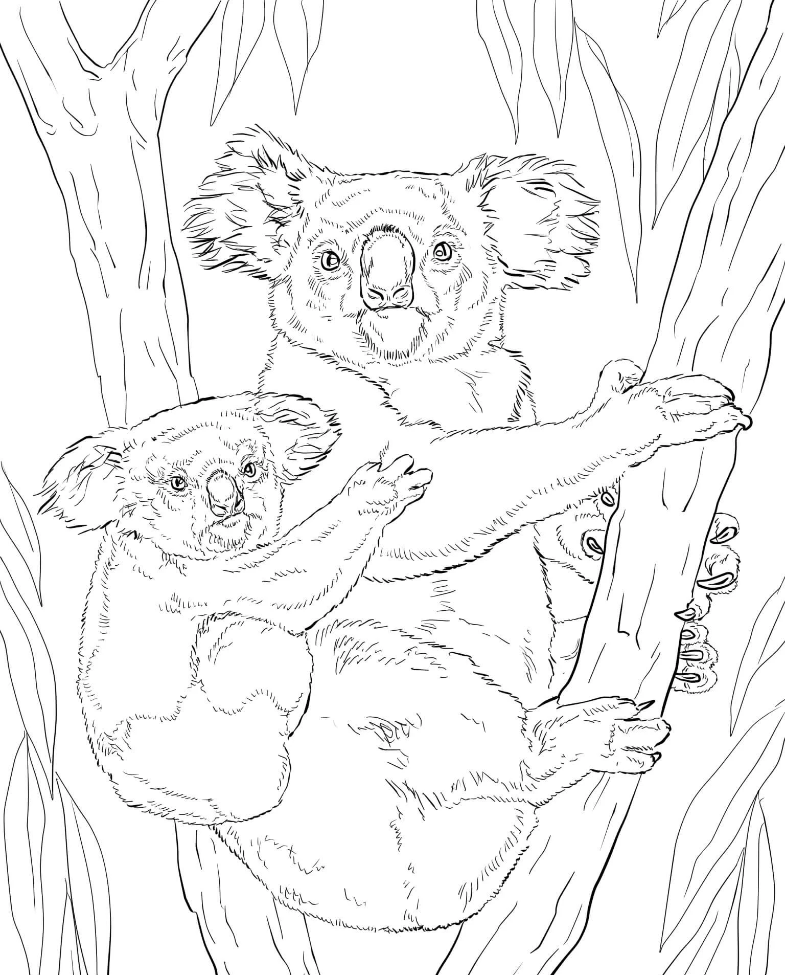 Koala boyama sayfası – sanatsal çalışma, çocuklar için