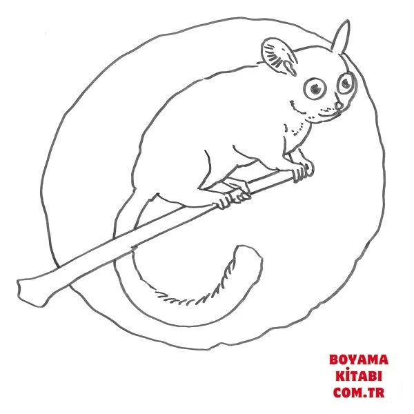 Lemur boyama sayfası – renkli çizimler, okul öncesi