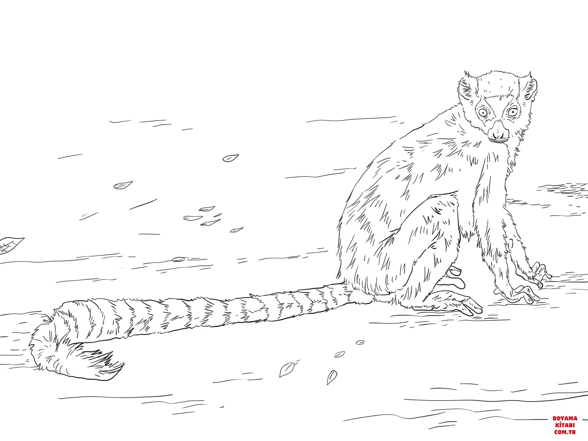Lemur boyama sayfası – okul öncesi, evde etkinlik