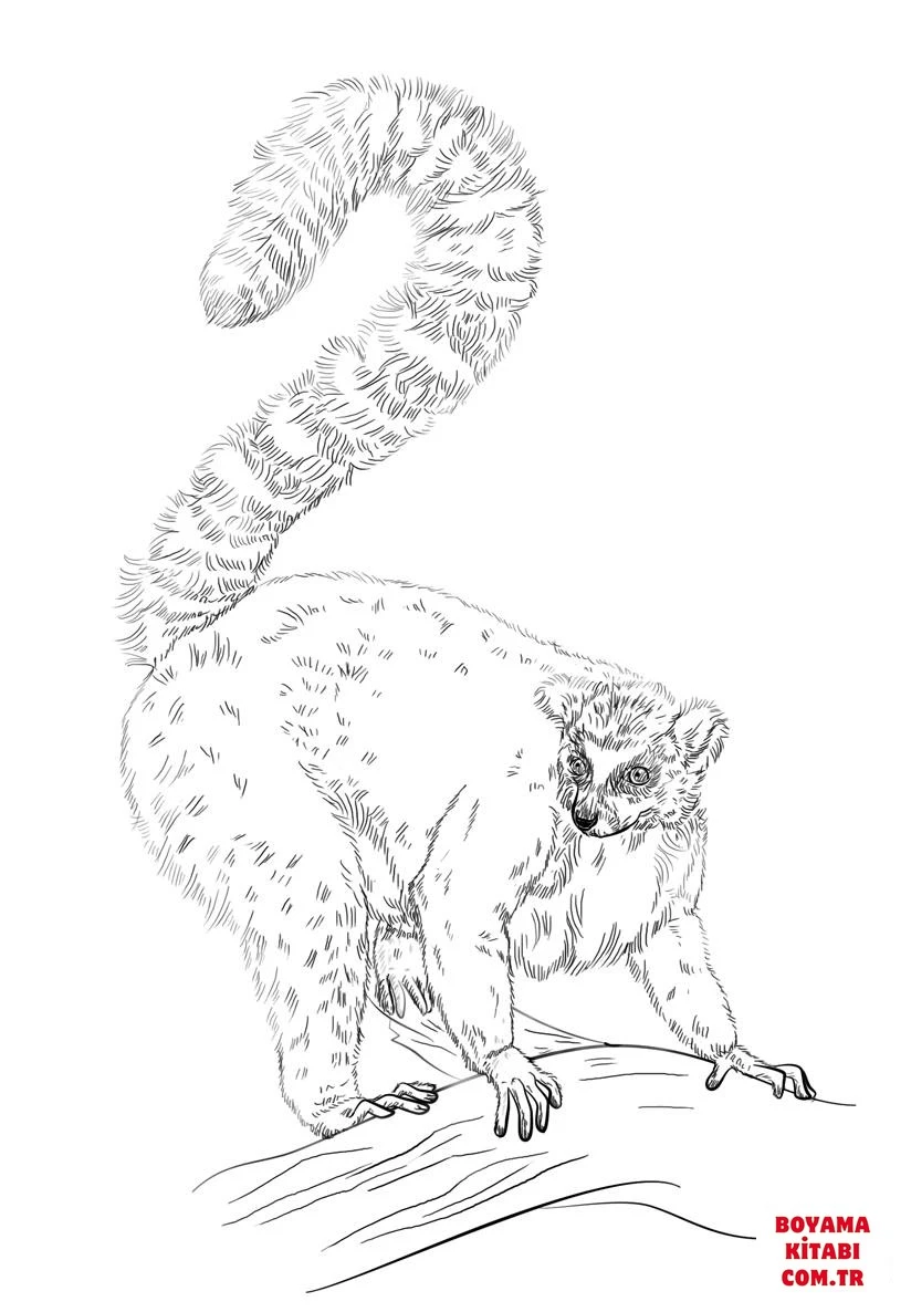 Lemur boyama sayfası – boyama etkinliği, çocuk aktivitesi
