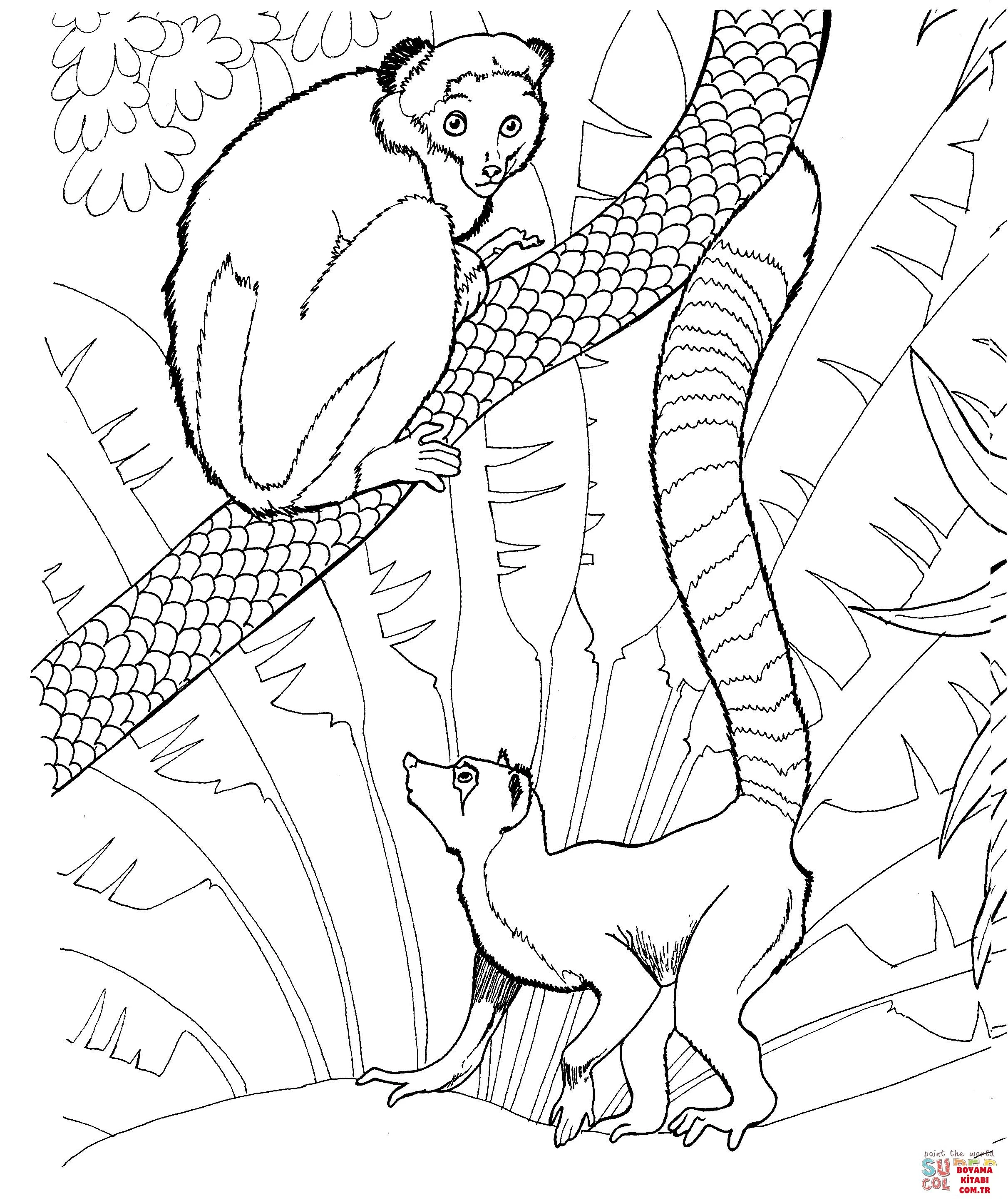 Lemur boyama sayfası – sevimli karakter, sanatsal çalışma