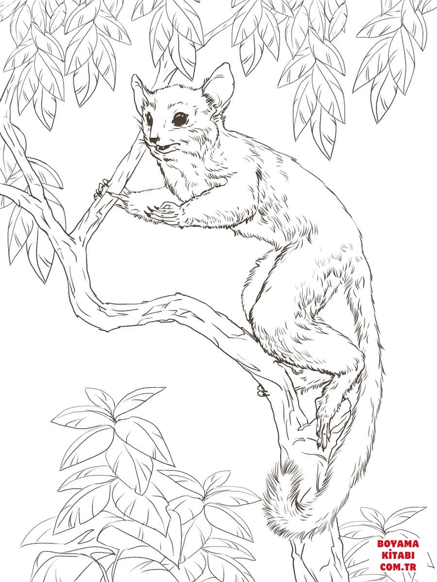 Lemur boyama sayfası – el becerilerini geliştirir, boyama çalışması
