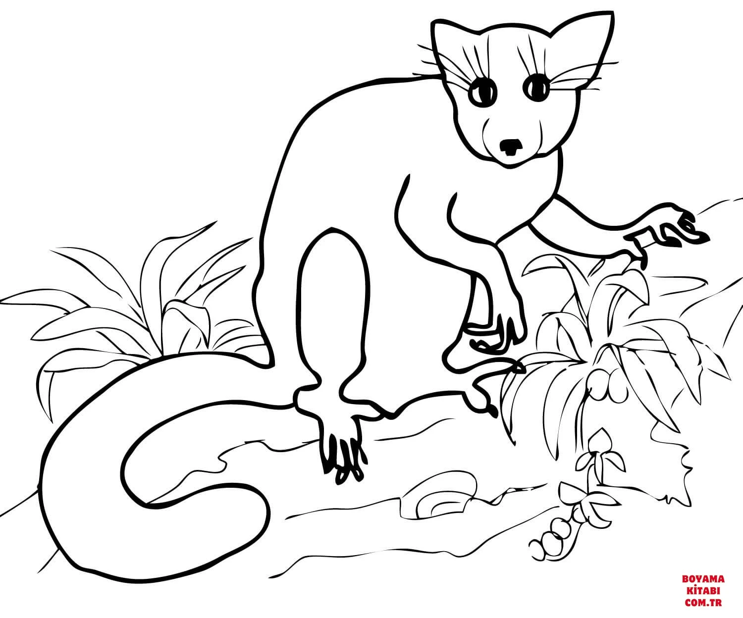 Lemur boyama sayfası – çocuk aktivitesi, PDF indir