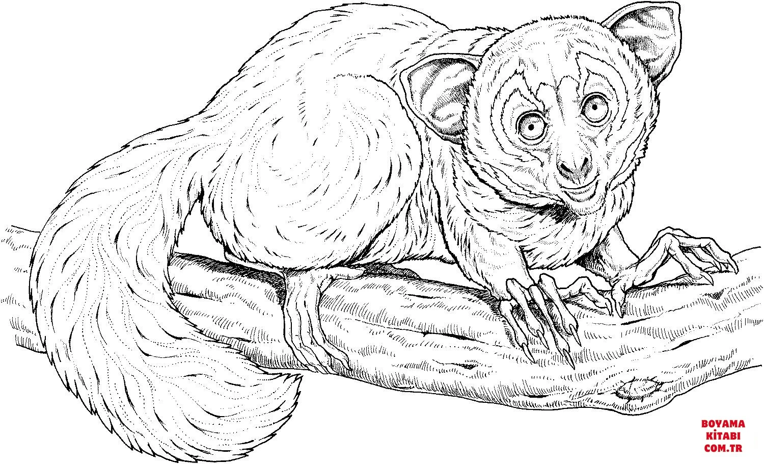 Lemur boyama sayfası – yaratıcılık, eğlenceli etkinlik