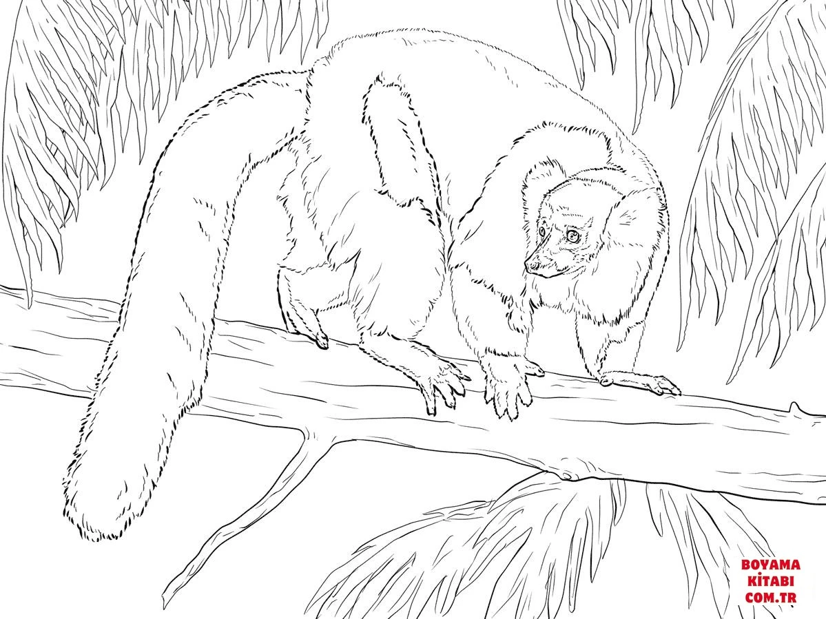 Lemur boyama sayfası – boyama çalışması, yaratıcılığı geliştirir