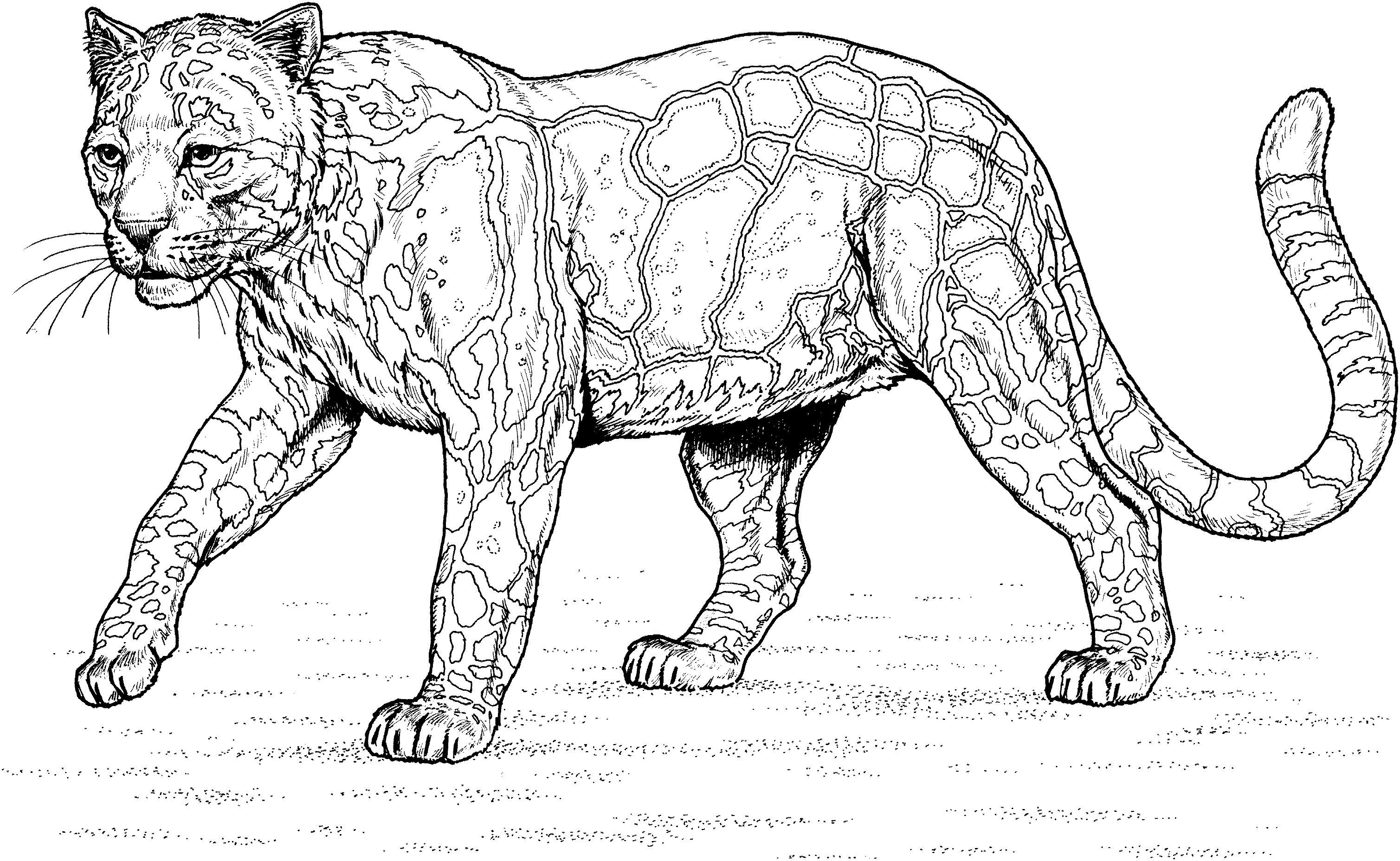 Leopar boyama sayfası – okul öncesi, evde etkinlik