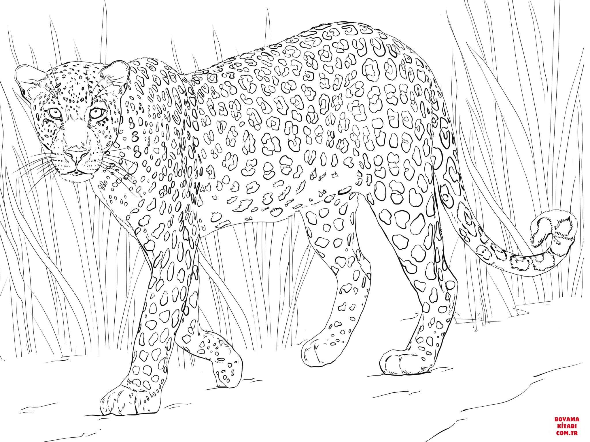 Leopar boyama sayfası – boyama etkinliği, çocuk aktivitesi