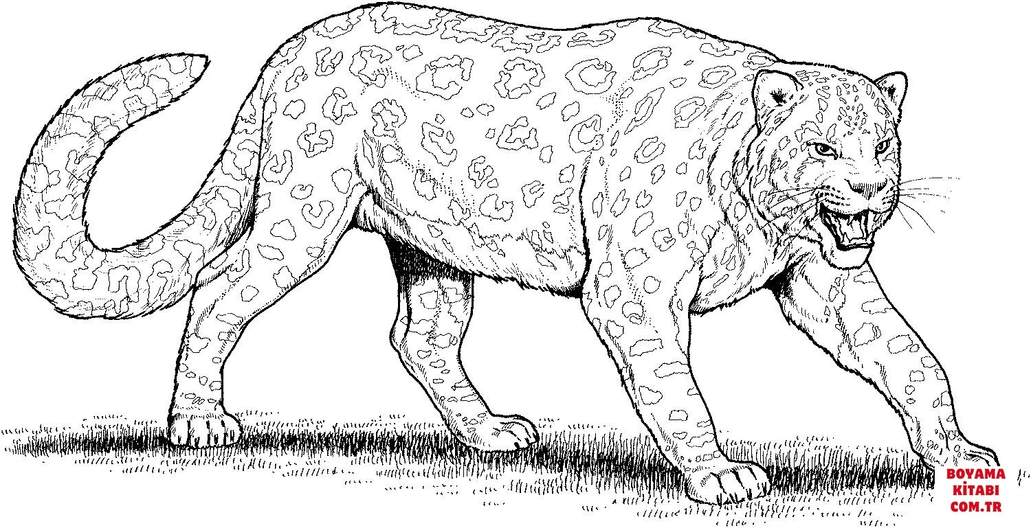 Leopar boyama sayfası – yaratıcılık, eğlenceli etkinlik