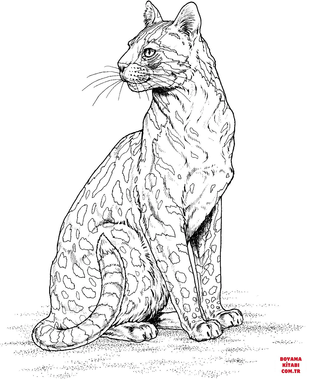 Leopar boyama sayfası – ücretsiz yazdır, boyama etkinliği
