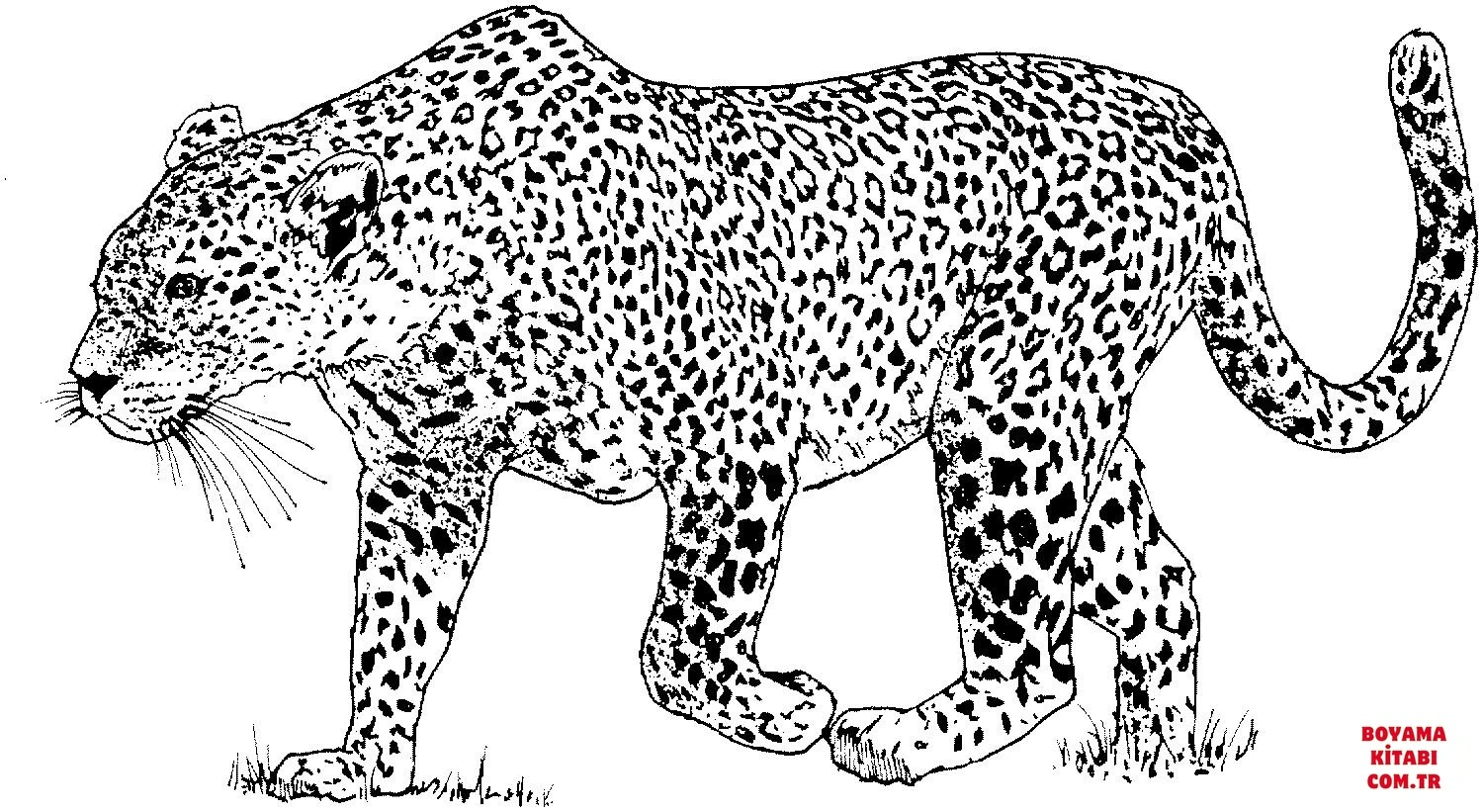 Leopar boyama sayfası – kolay boyama, eğitici aktivite