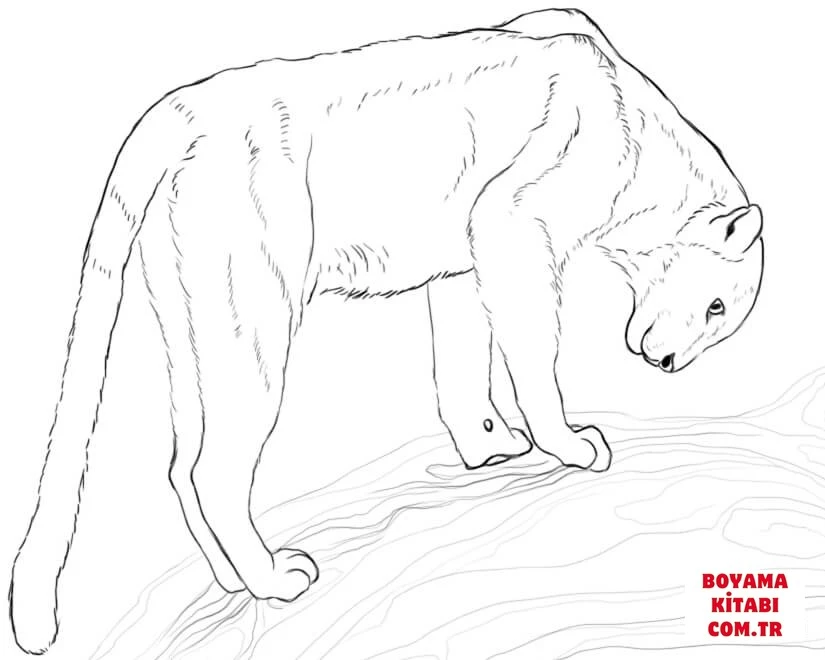 Leopar boyama sayfası – eğlenceli etkinlik, el becerilerini geliştirir