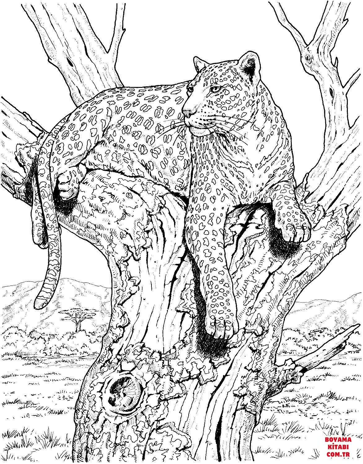 Leopar boyama sayfası – kolay boyama, eğitici aktivite