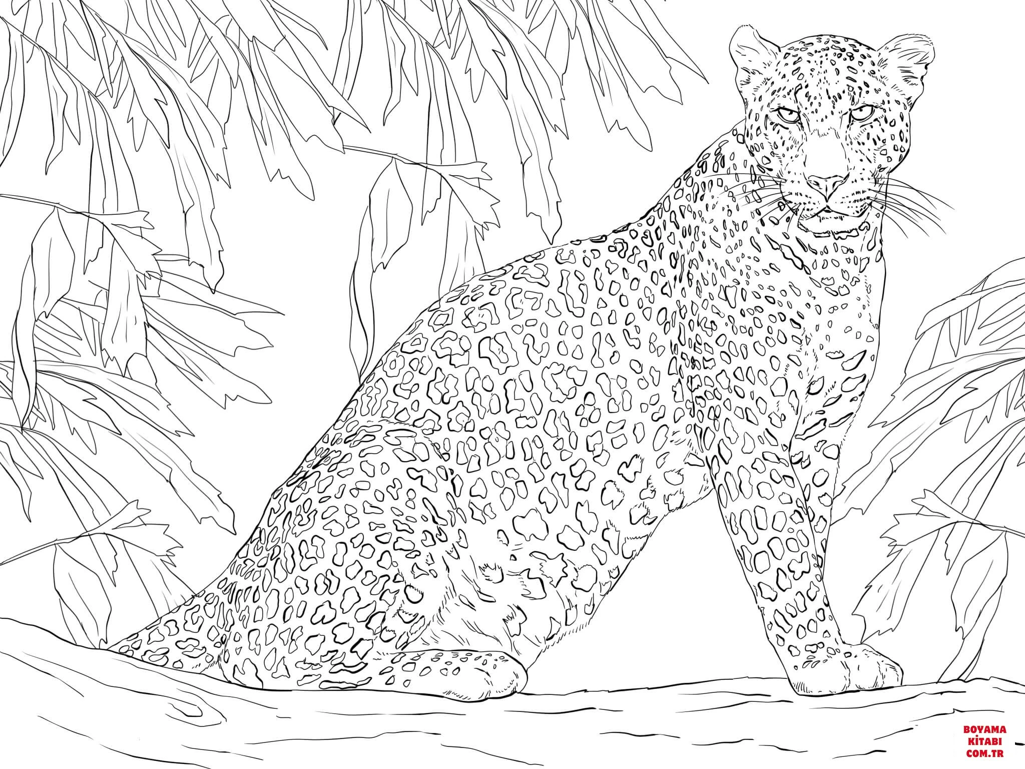 Leopar boyama sayfası – eğlenceli etkinlik, el becerilerini geliştirir