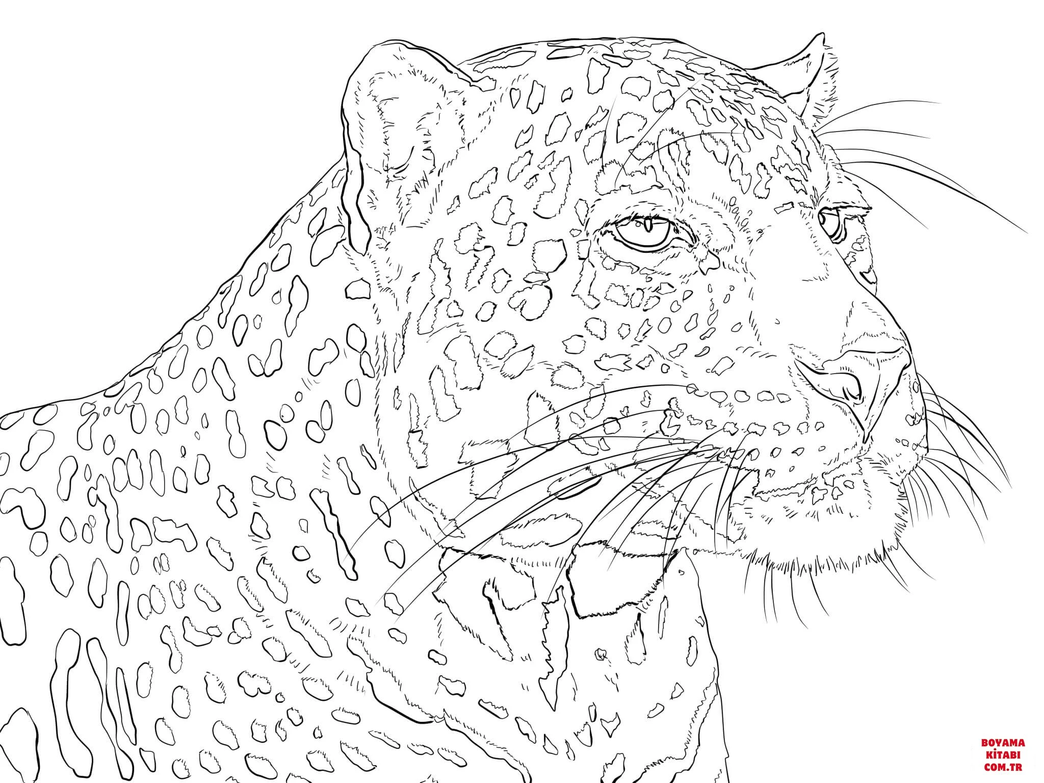 Leopar boyama sayfası – okul öncesi, evde etkinlik