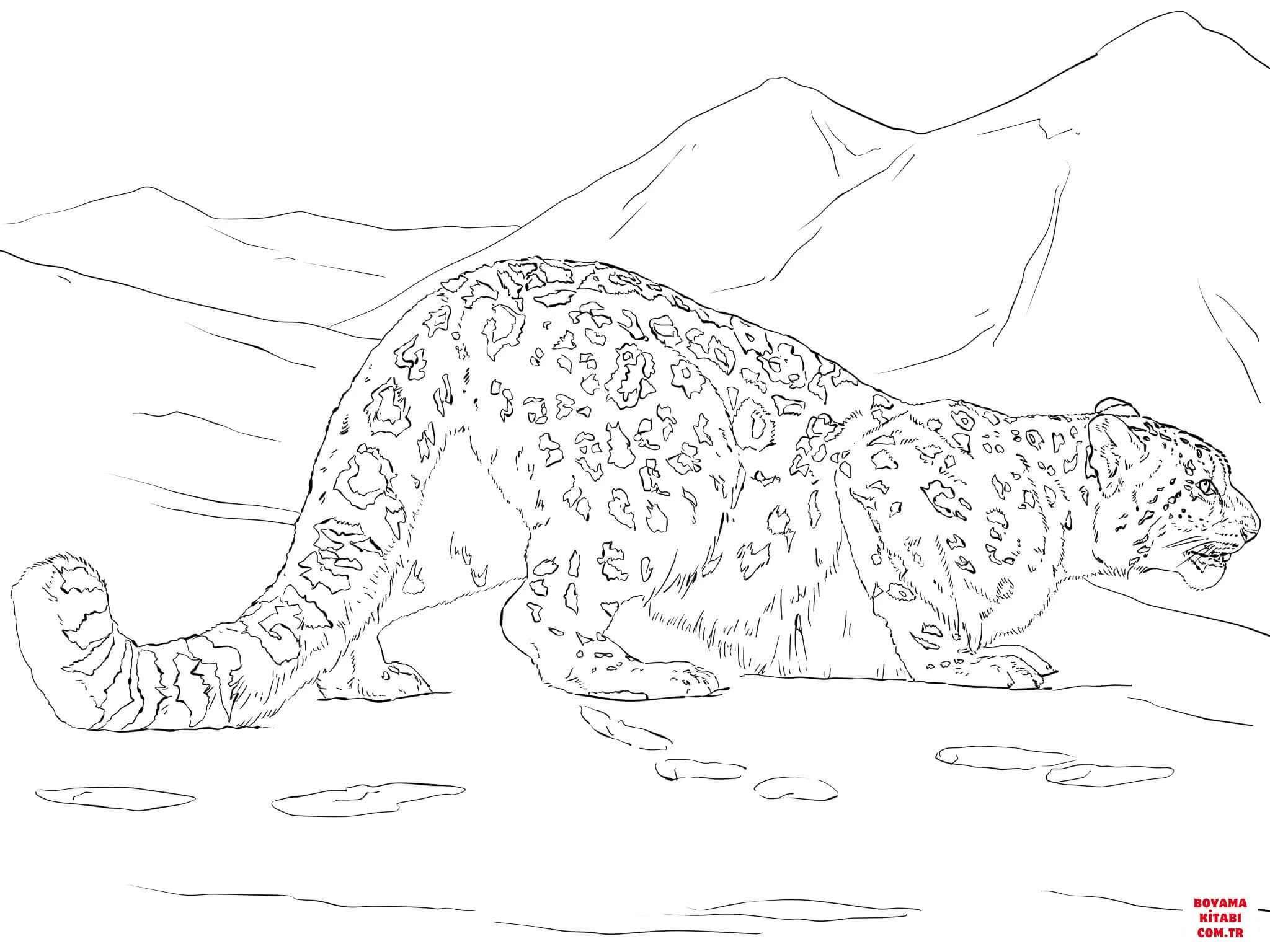 Leopar boyama sayfası – sevimli karakter, sanatsal çalışma