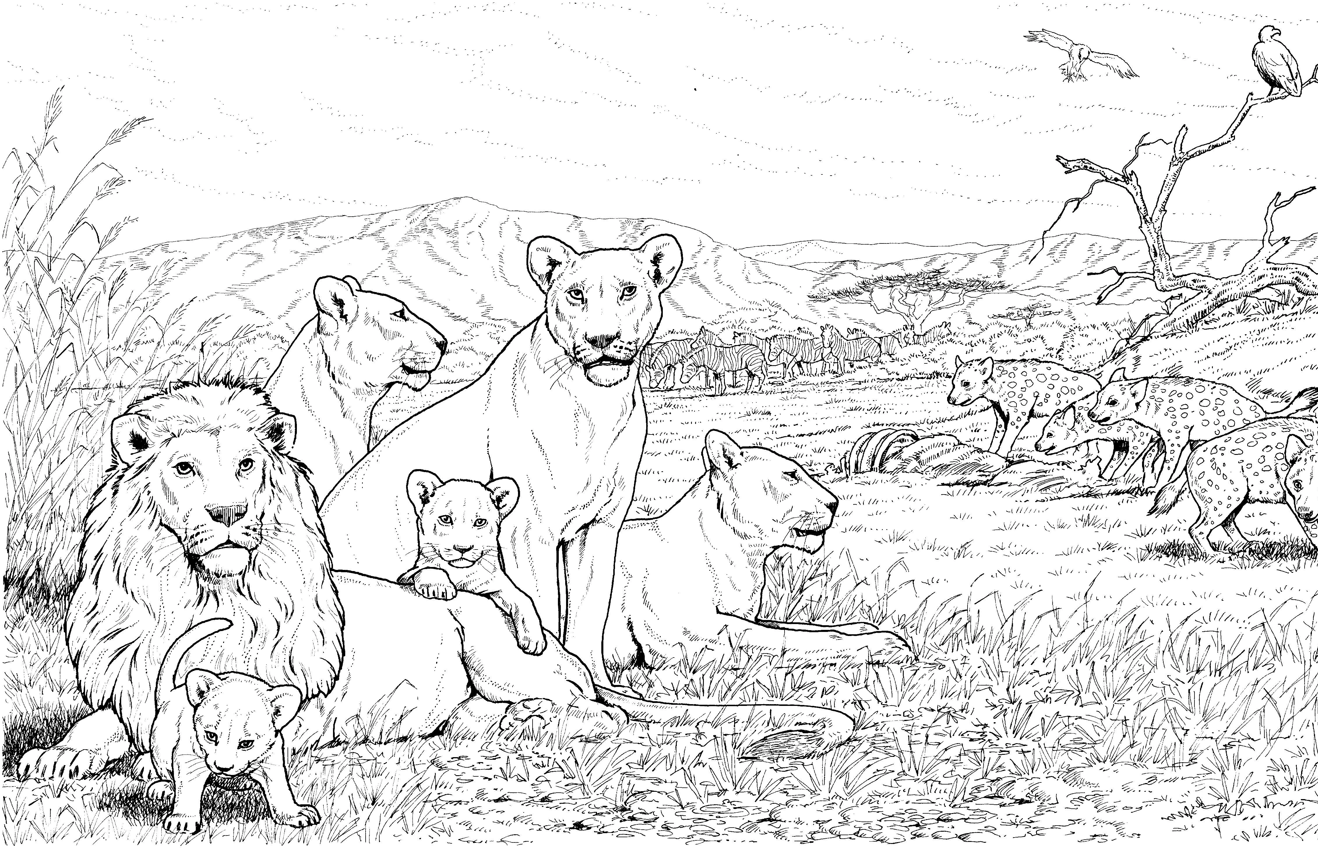 Aslan boyama sayfası – el becerilerini geliştirir, boyama çalışması