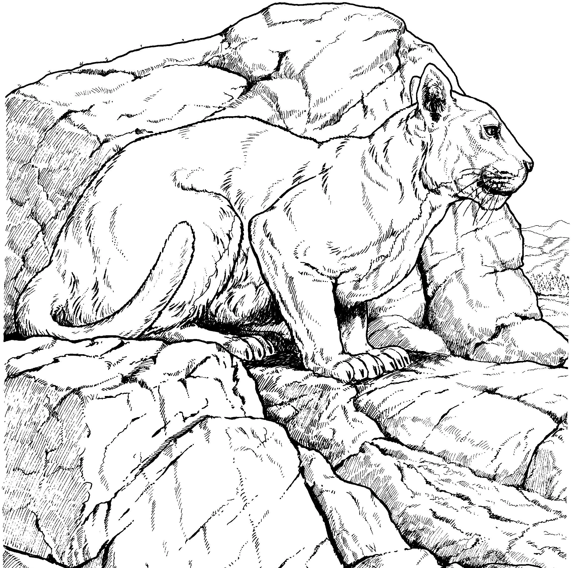 Aslan boyama sayfası – sanatsal çalışma, çocuklar için